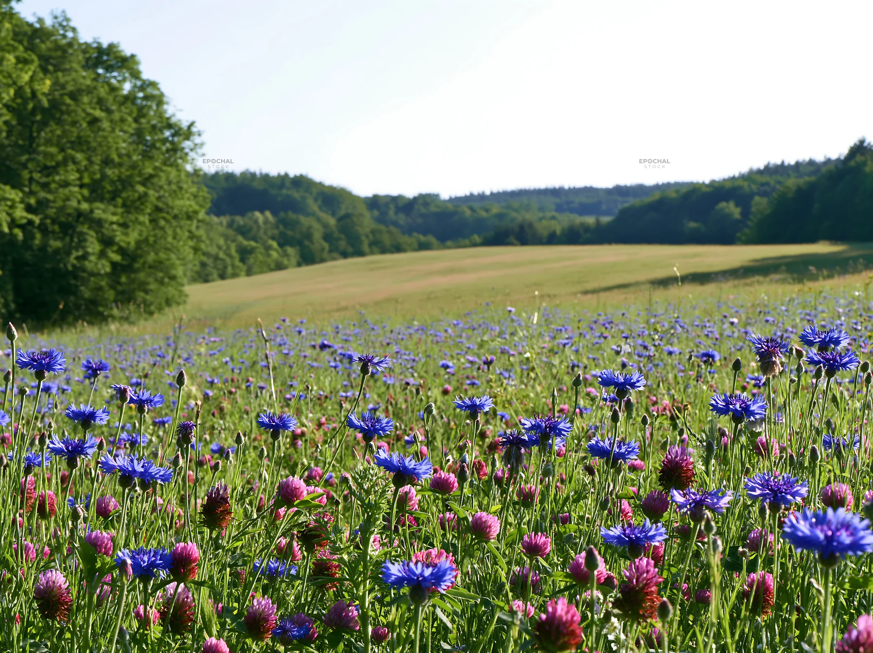 Clover cornflower meadow during bright sunny day - AI-generated stock image