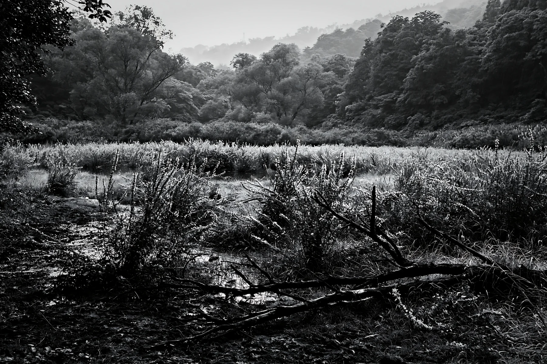 Yamagata rewilded meadow with fallen branch in foreground - AI-generated stock image