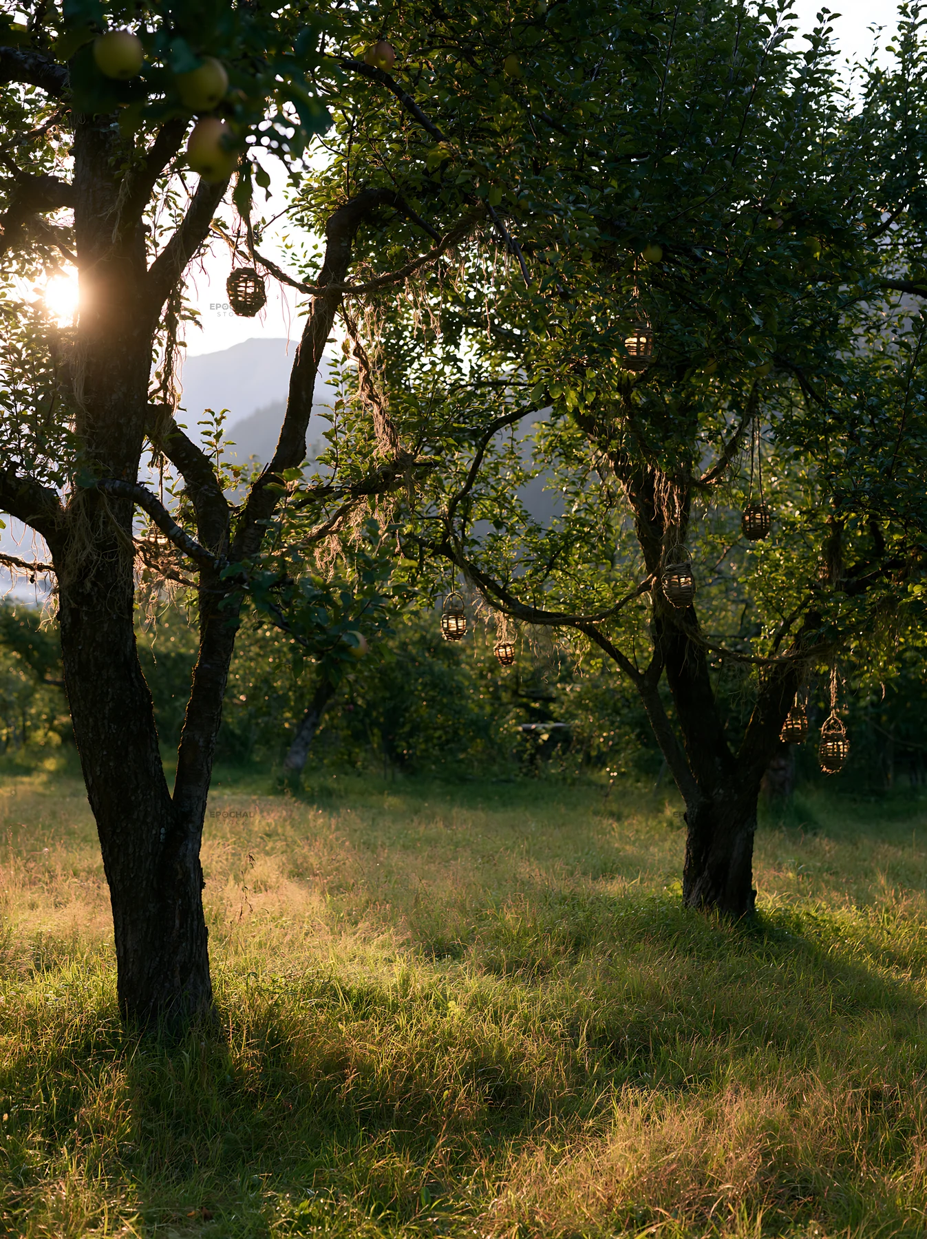 Apple trees with garlands in a meadow at sunset in the Dolomites - AI-generated stock image