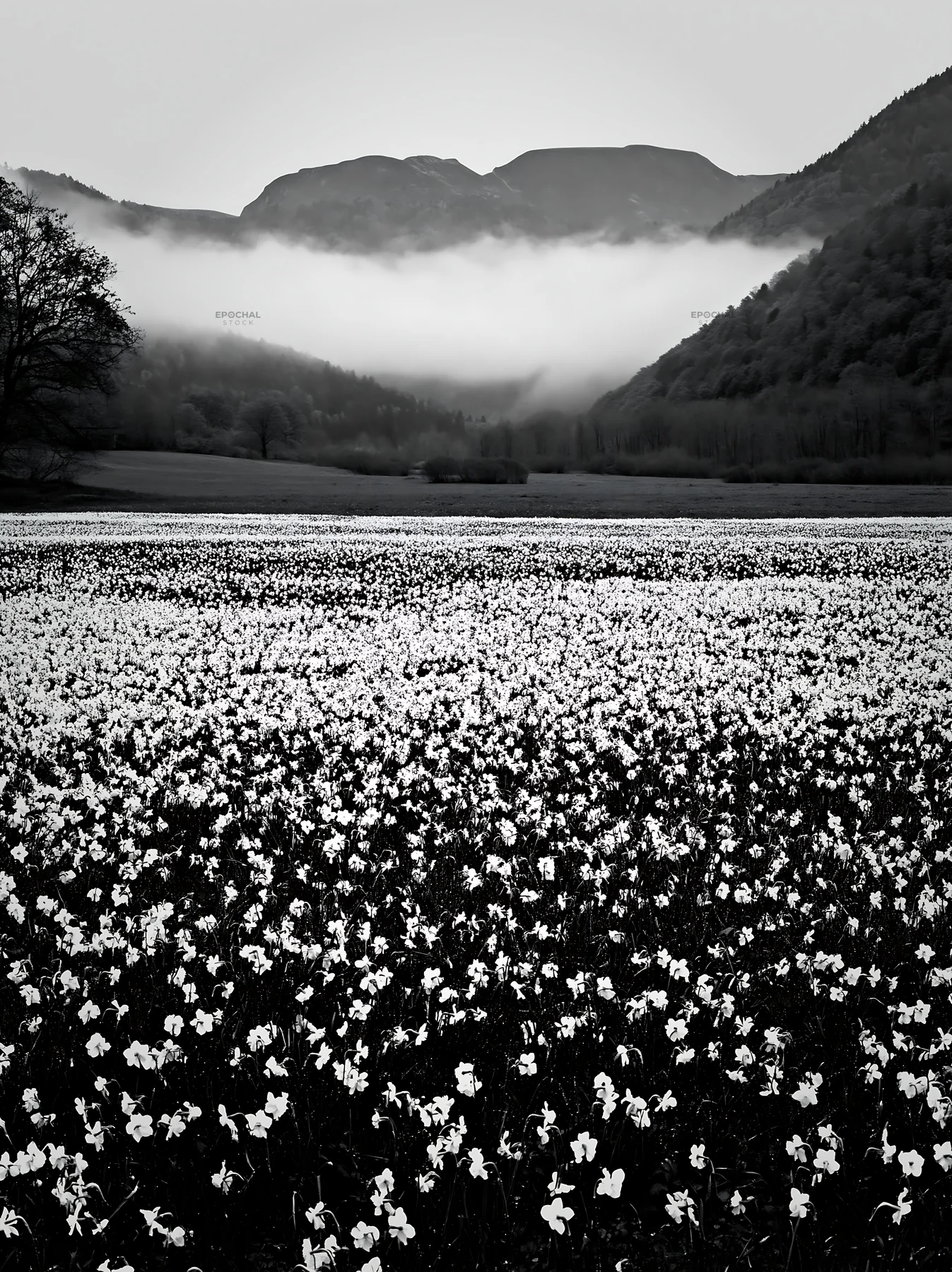 Meadow filled with flowers below the Pyrenees mountains - AI-generated stock image