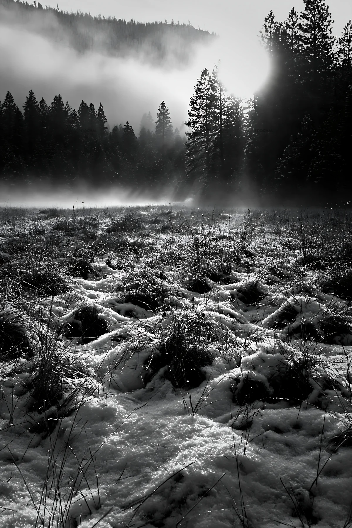 Snowy foothill meadow with fog and trees at sunrise - AI-generated stock image