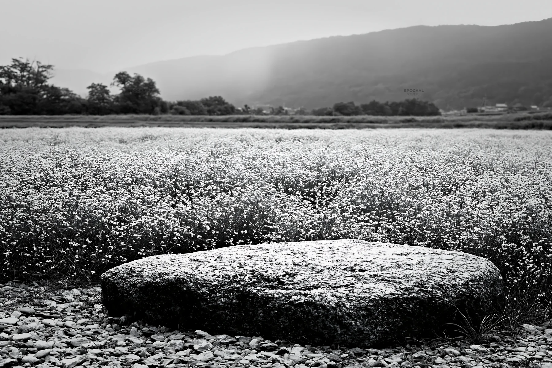 Black and white kyoto spring wildflower meadow stone foreground - AI-generated stock image