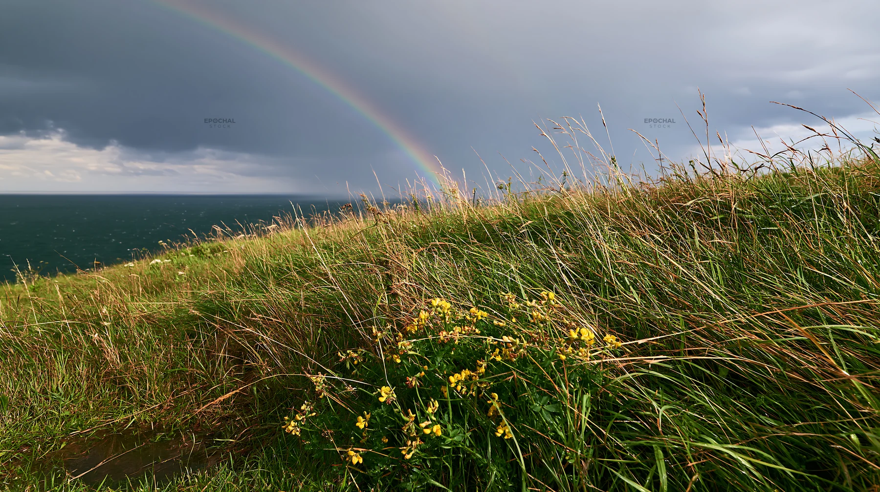 Clifftop meadow with wildflowers and rainbow over sea - AI-generated stock image