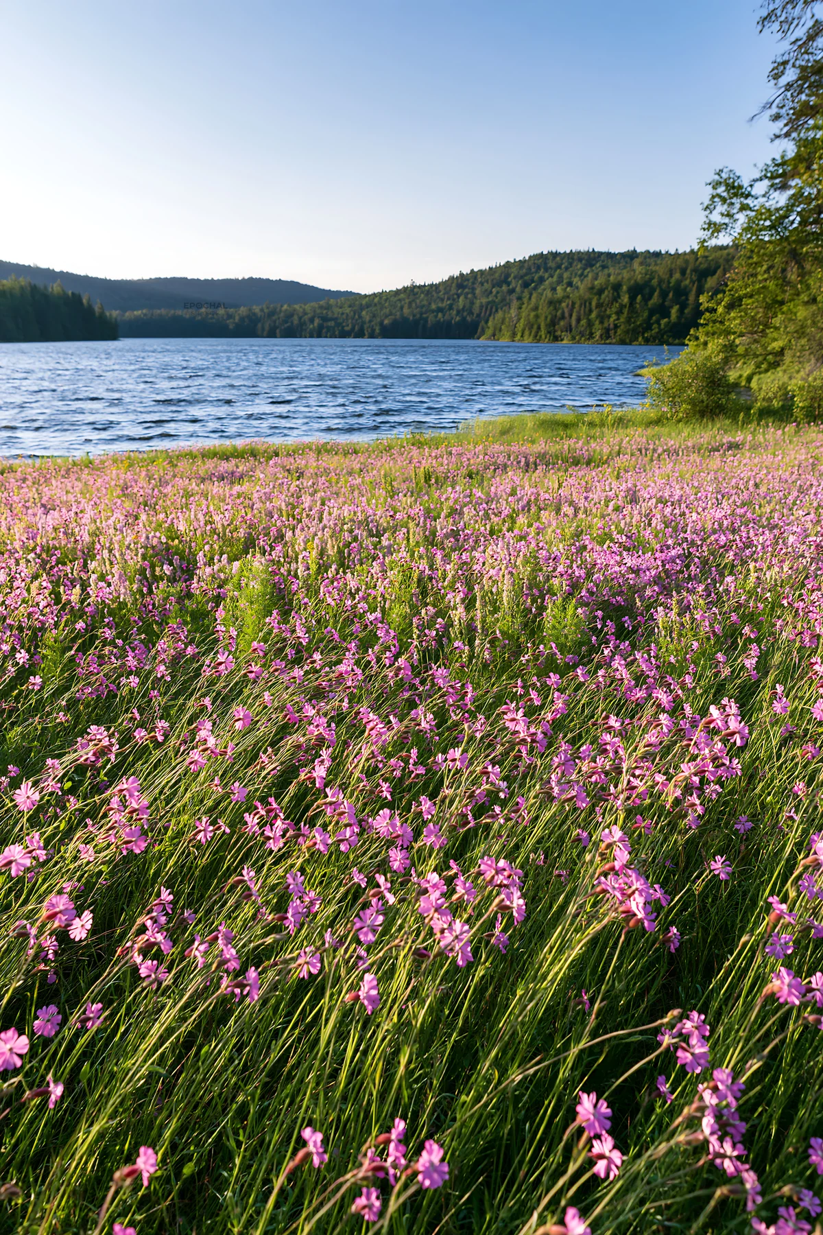 Sunlit lakeside meadow with blooming flowers near a calm lake - AI-generated stock image