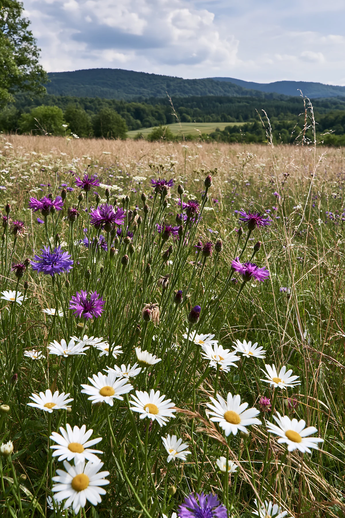 Meadow flowers in the German foothills under a blue sky - AI-generated stock image