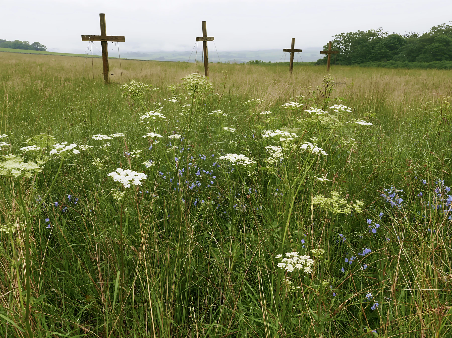 Crosses in a rain-soaked meadow with flowers - AI-generated stock image