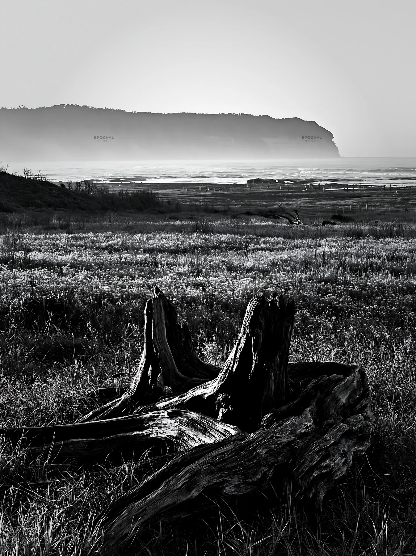Driftwood in meadow under coastal climate in Chiba - AI-generated stock image