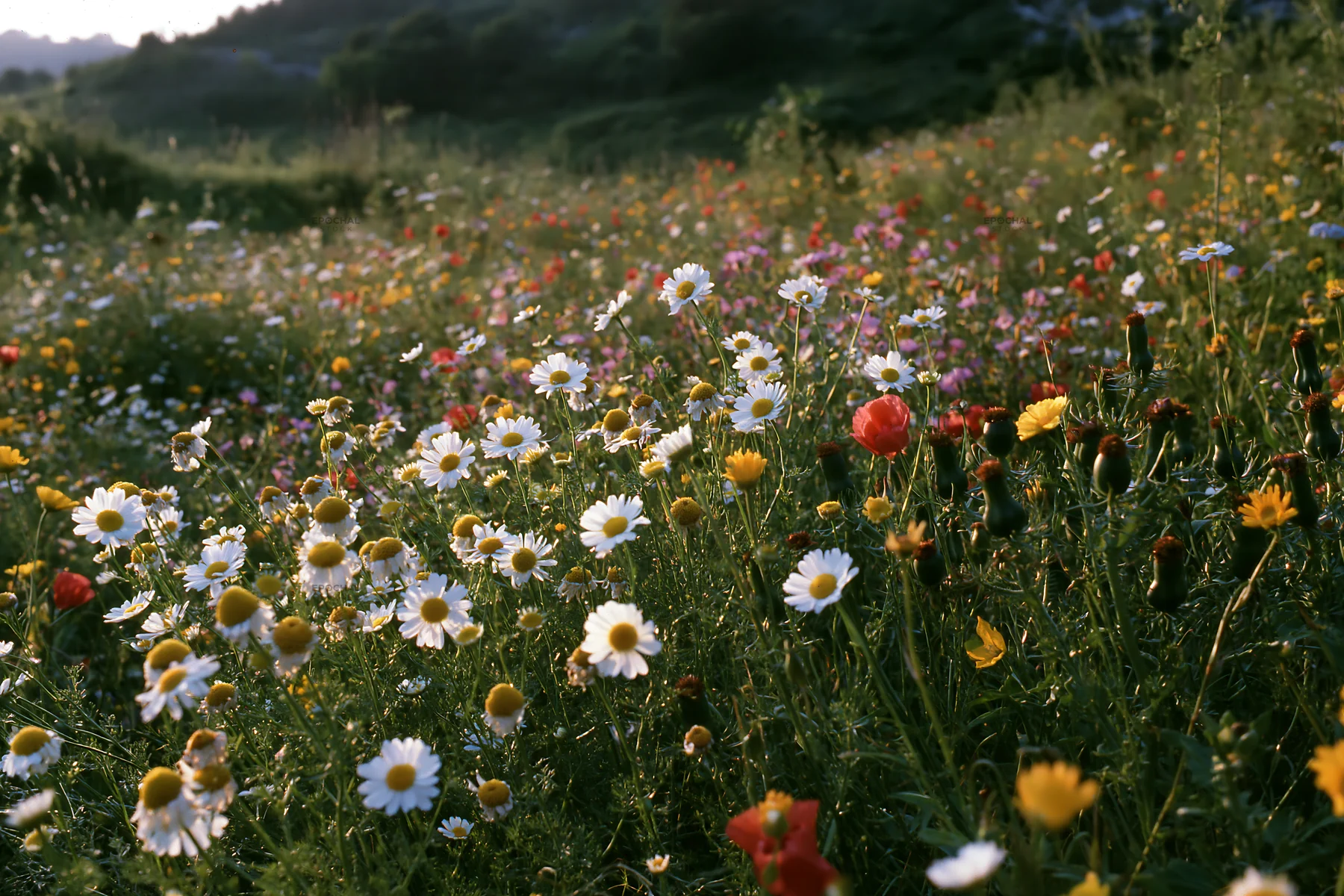 Wide Christmas meadow with flowers and fairy lights at dusk - AI-generated stock image