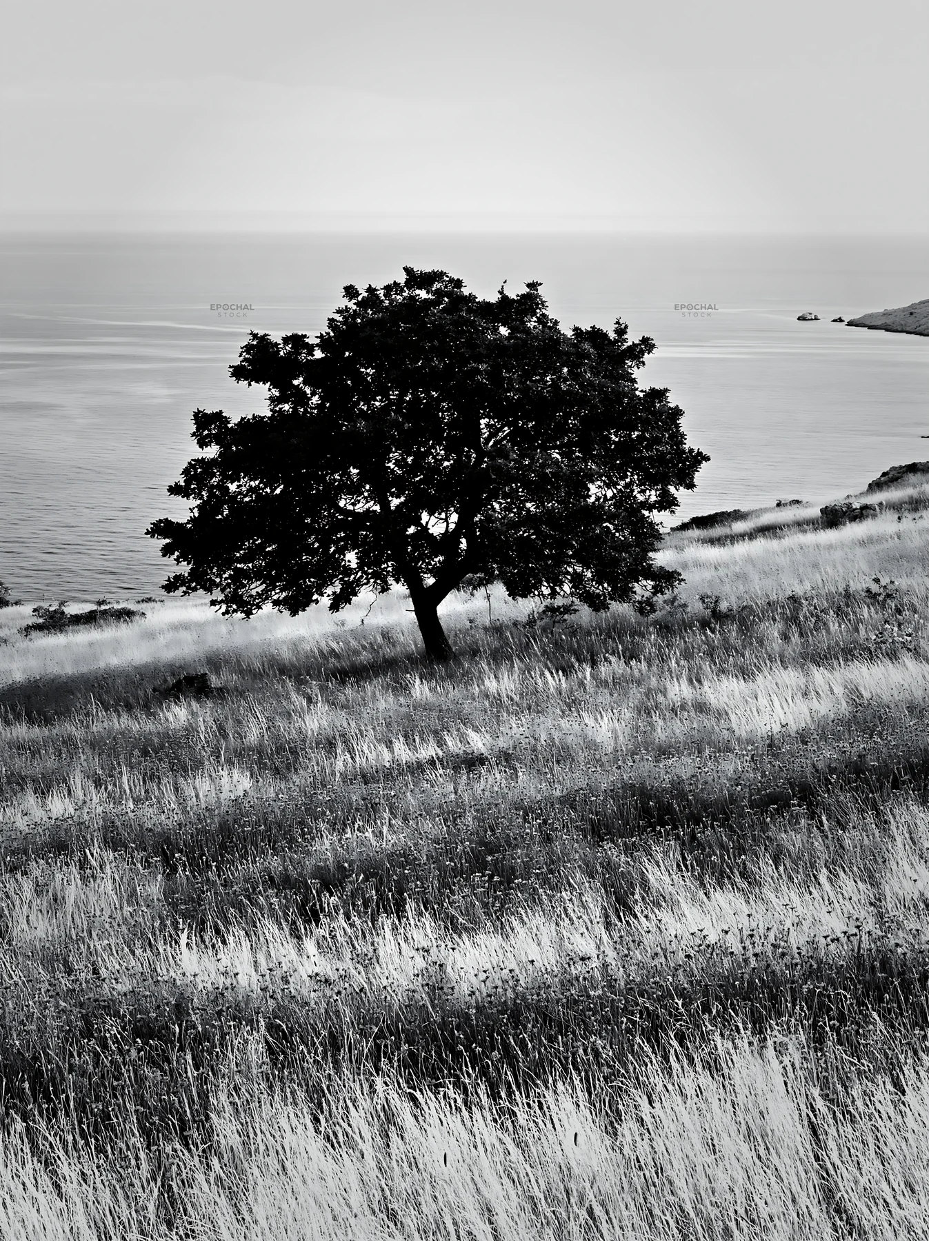 Croatian meadow landscape above the Adriatic coast - AI-generated stock image