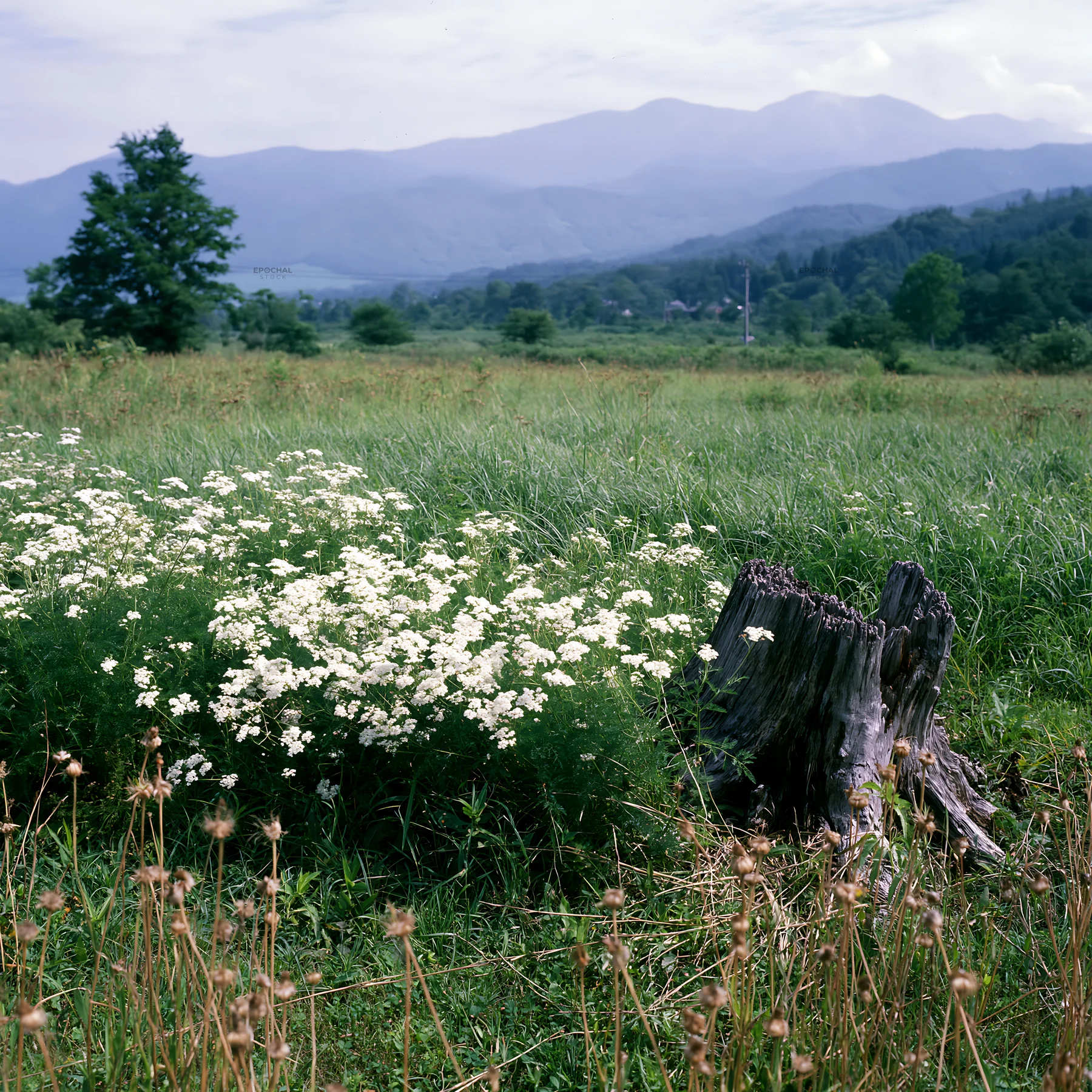 Fukushima native meadow with weathered stump - AI-generated stock image