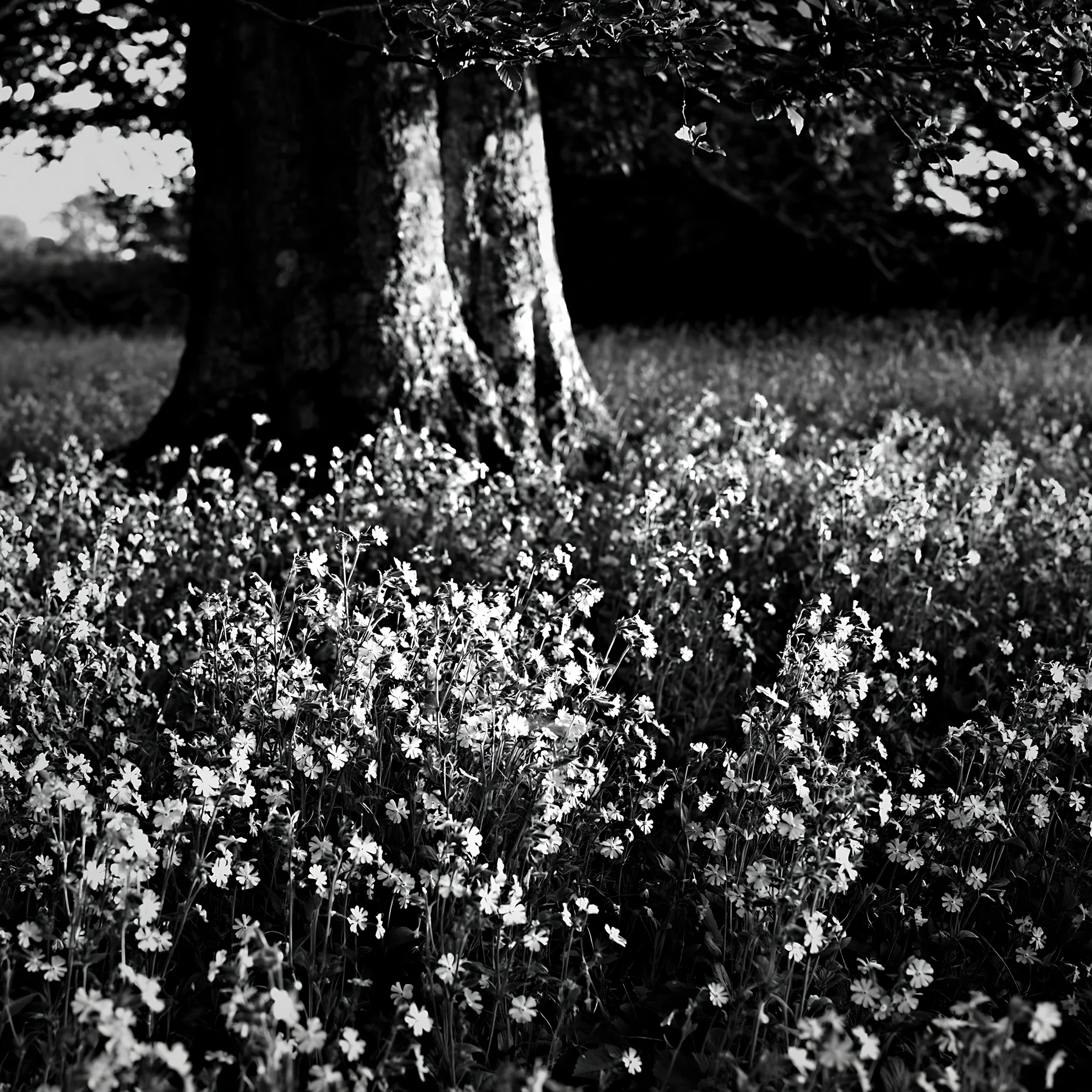 Black and white pink campion meadow under a large tree - AI-generated stock image