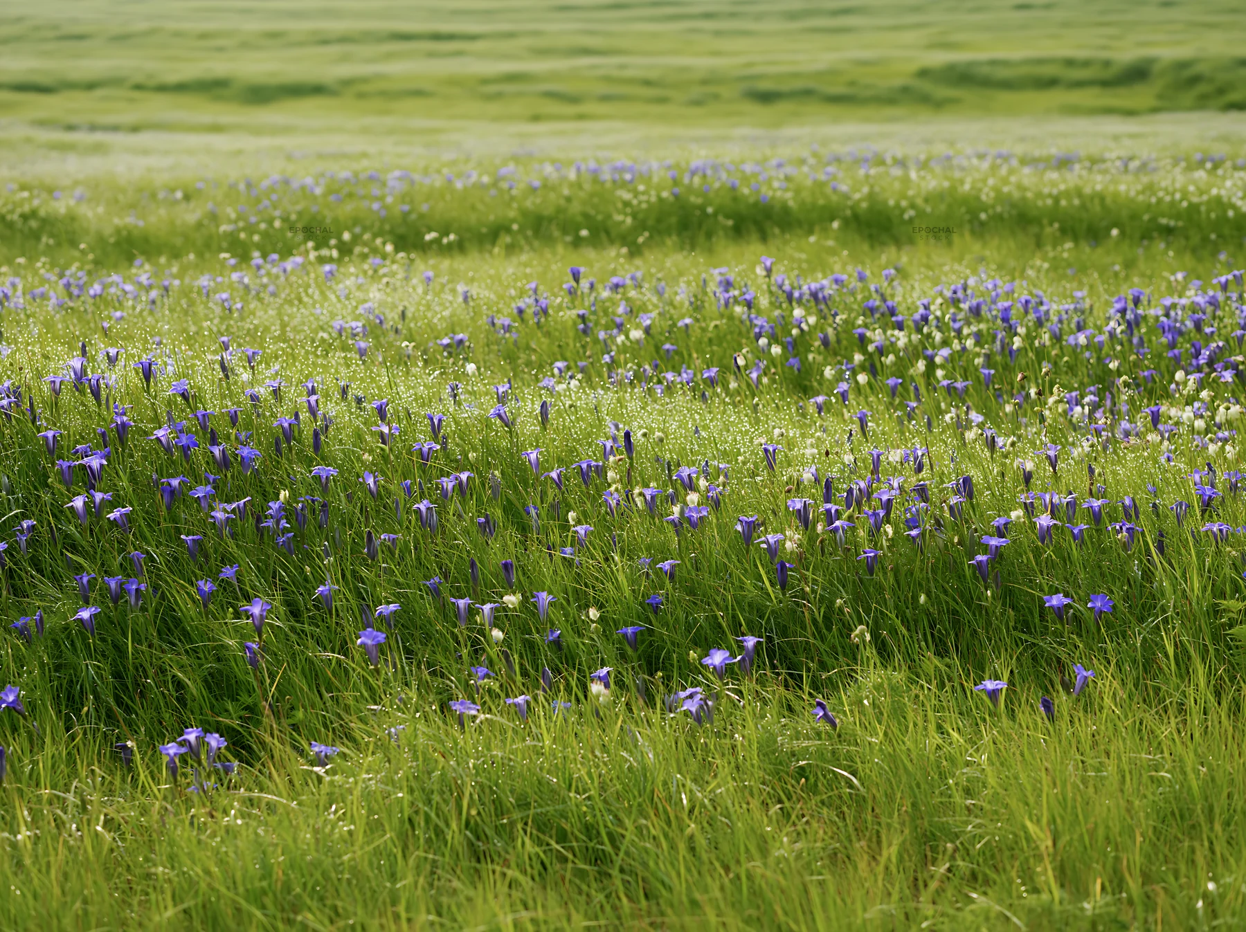 Expansive Hokkaido restoration meadow with dewdrops - AI-generated stock image