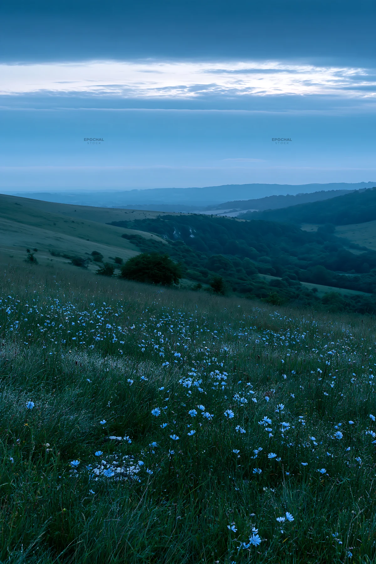 Chicory meadow at dusk with hills in the background - AI-generated stock image