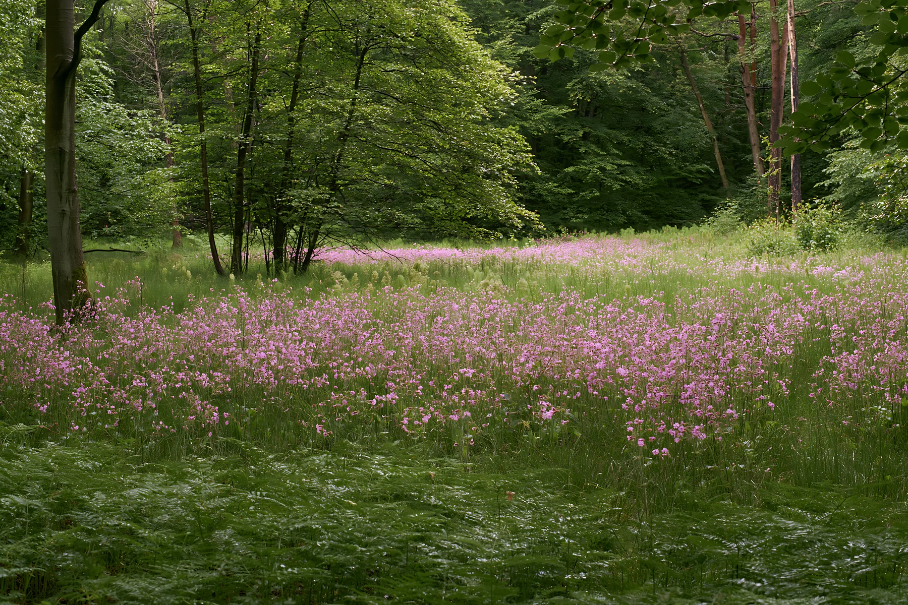 Pink campion flowers in a meadow surrounded by trees - AI-generated stock image
