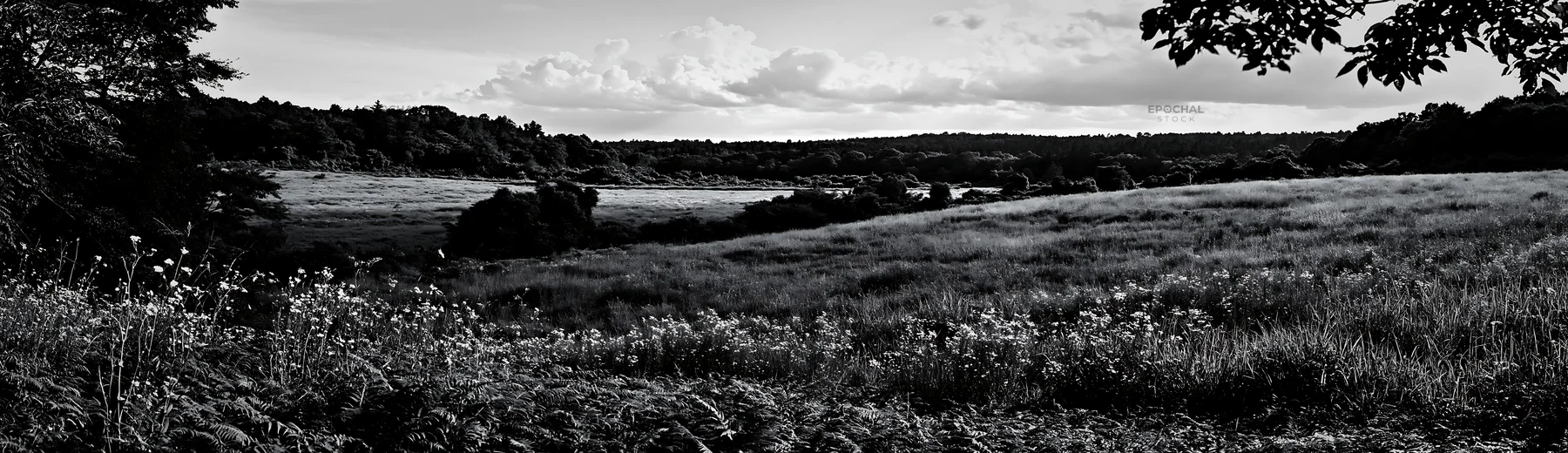 Black and white nara summer meadow with fern foreground - AI-generated stock image