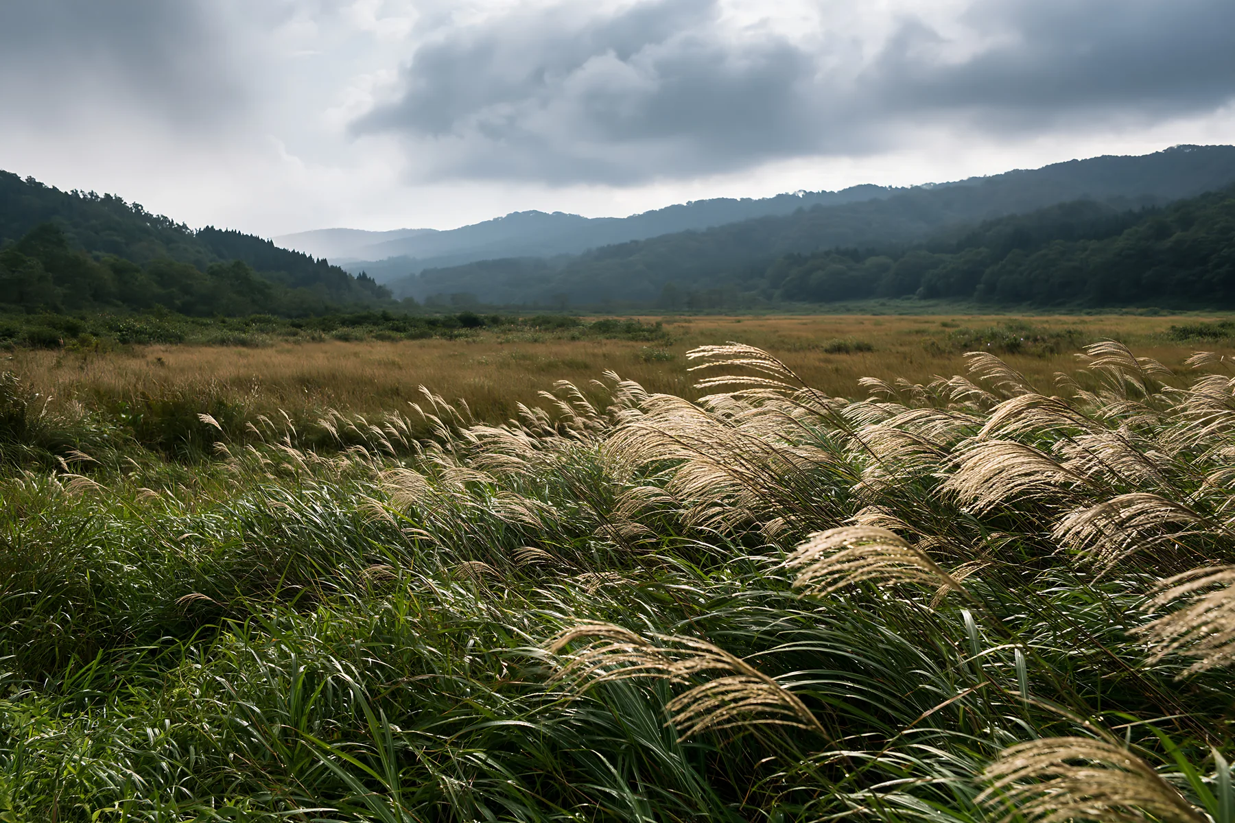 Iwate rain refreshed meadow seedhead foreground - AI-generated stock image