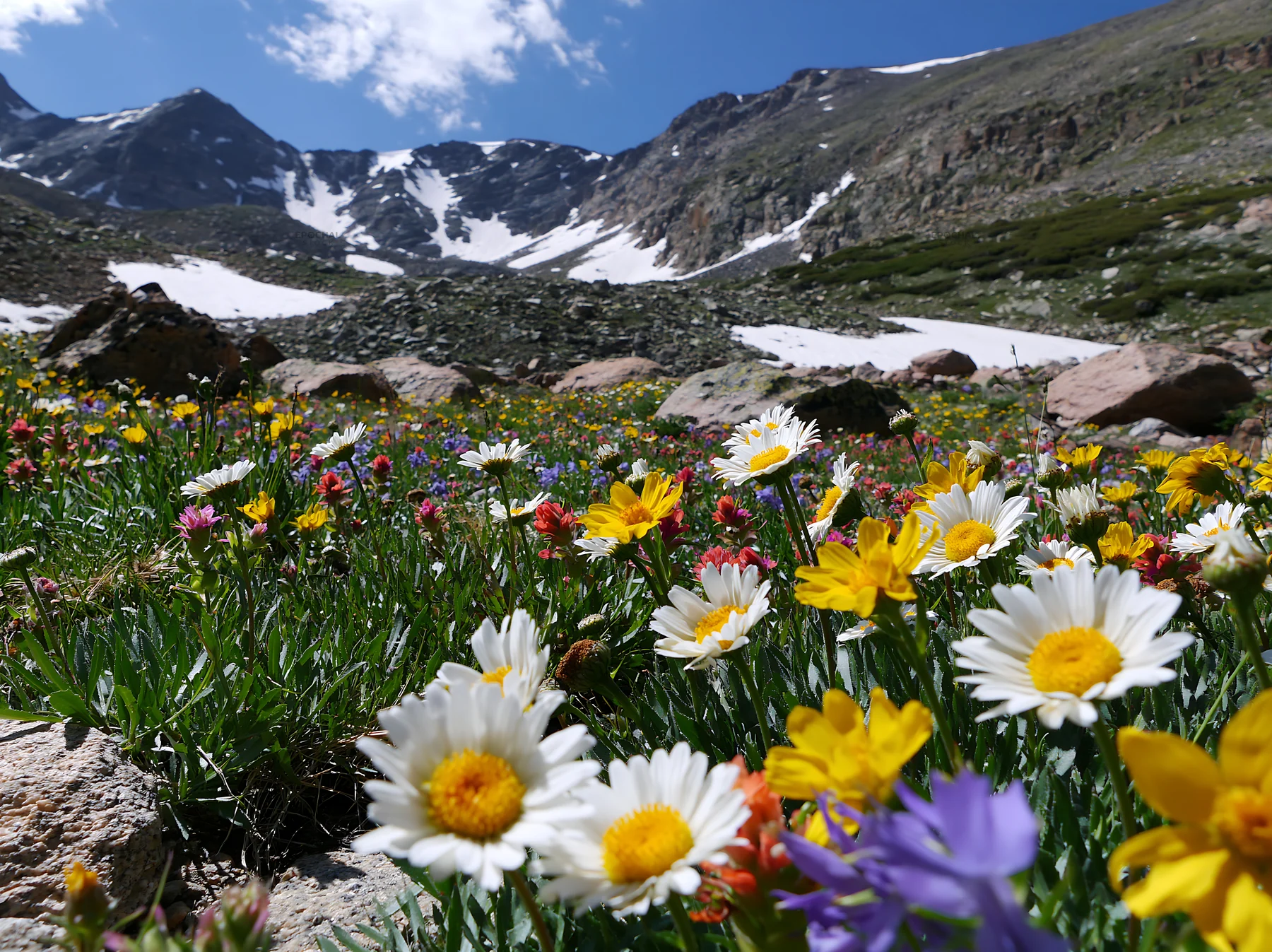 Colorful daisy meadow under a clear blue sky - AI-generated stock image