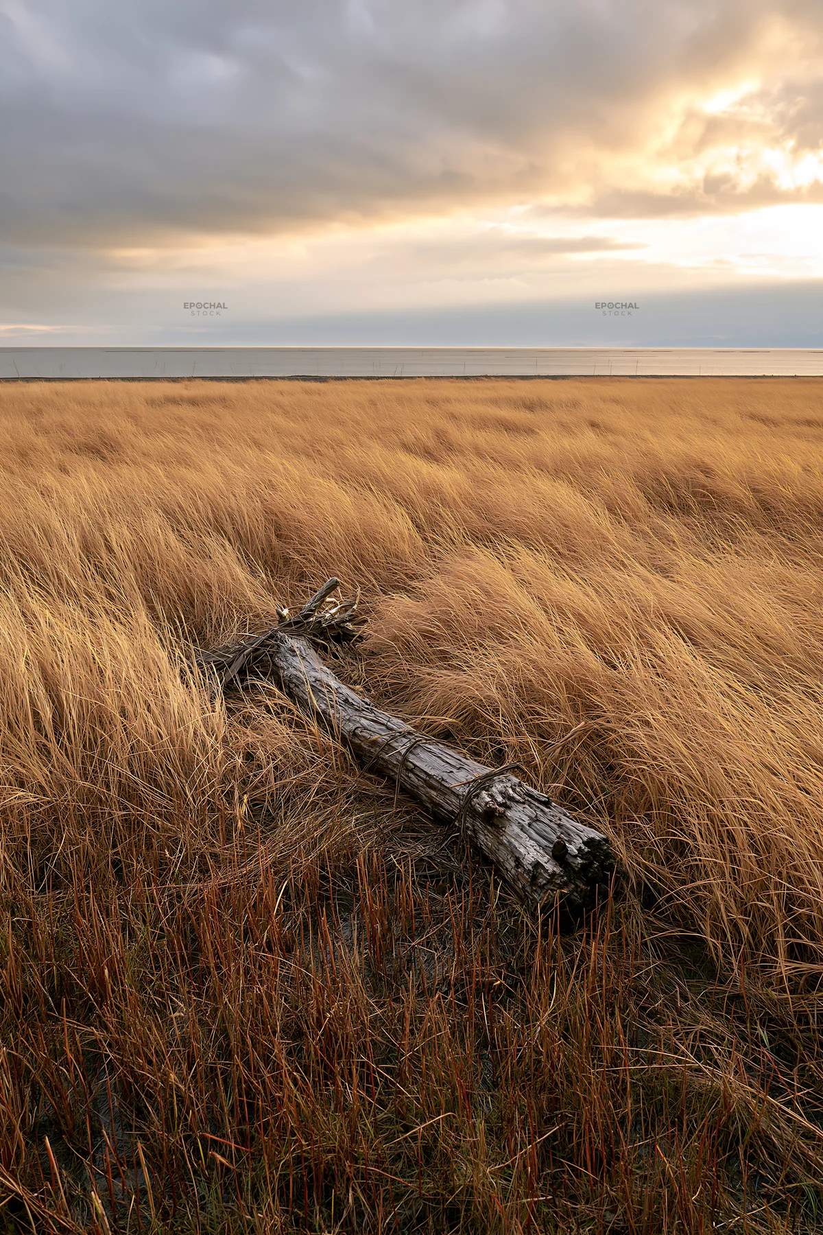 Ishikawa coastal meadow storm washed driftwood on grassland - AI-generated stock image