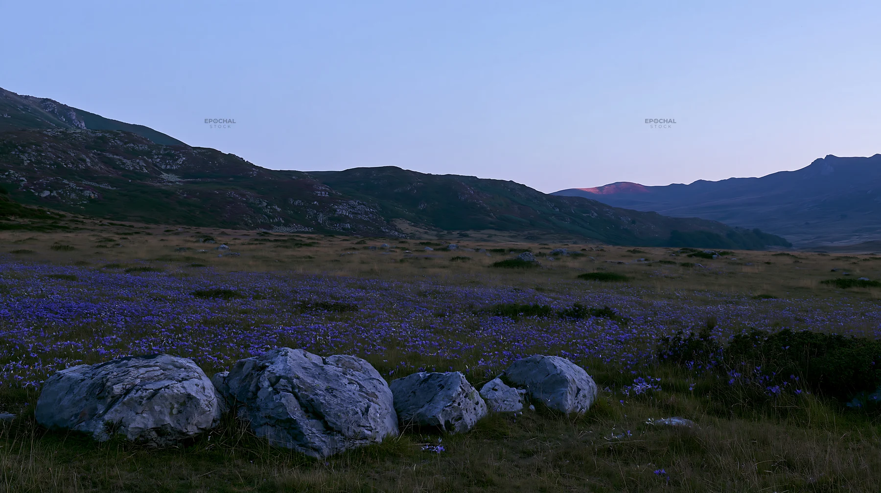 Boulders in a meadow at dusk with purple flowers - AI-generated stock image