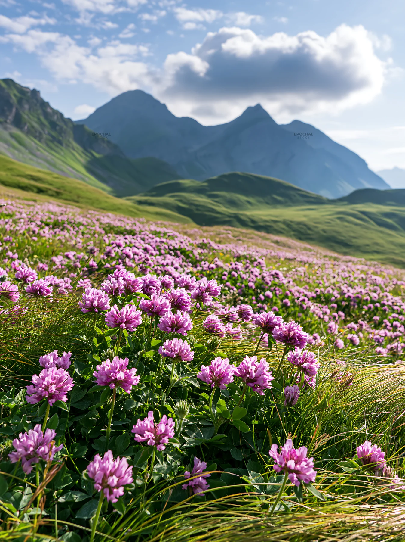 Swiss alpine meadow with flowers and mountains in background - AI-generated stock image