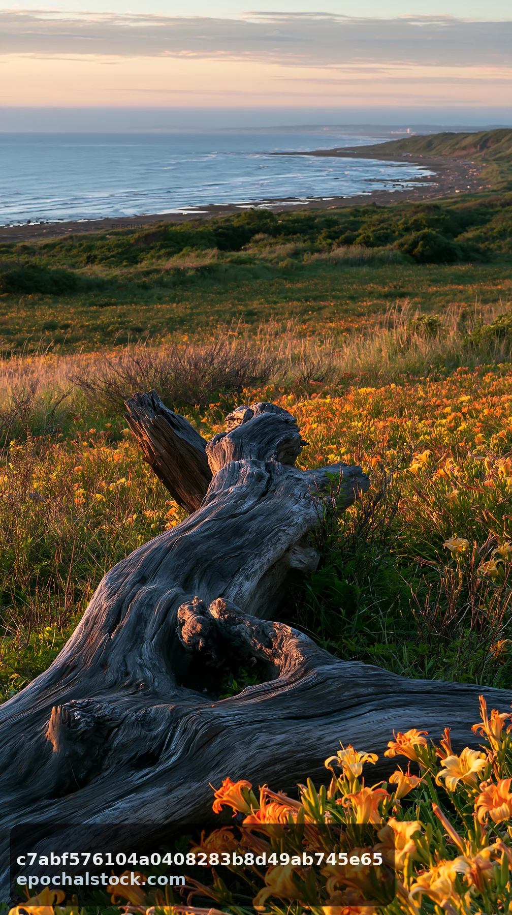 Chiba coastal climate meadow driftwood foreground - AI-generated stock image