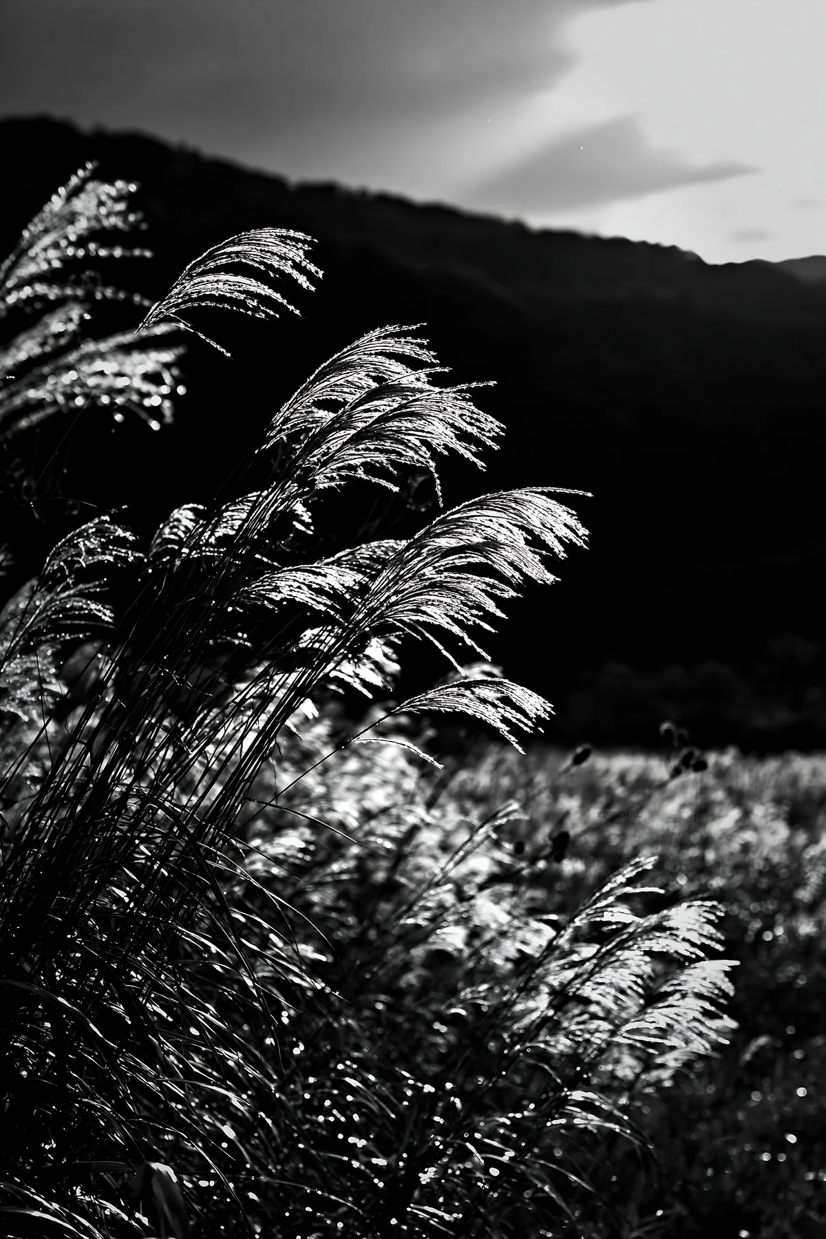 Black and white iwate rain refreshed meadow seedhead foreground - AI-generated stock image
