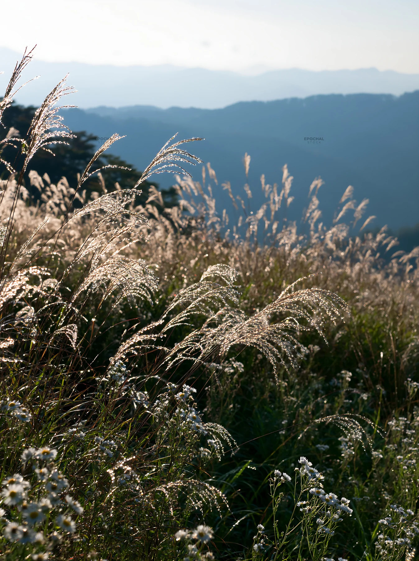 Biodiverse Nagano silver grass meadow dew glistens in sunlight - AI-generated stock image