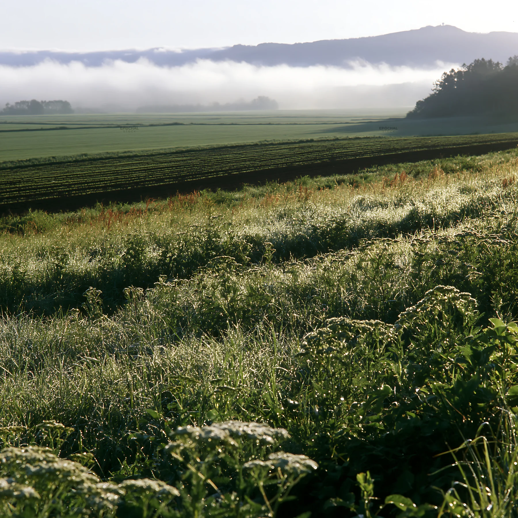 Expansive Hokkaido restoration meadow with dewdrops - AI-generated stock image