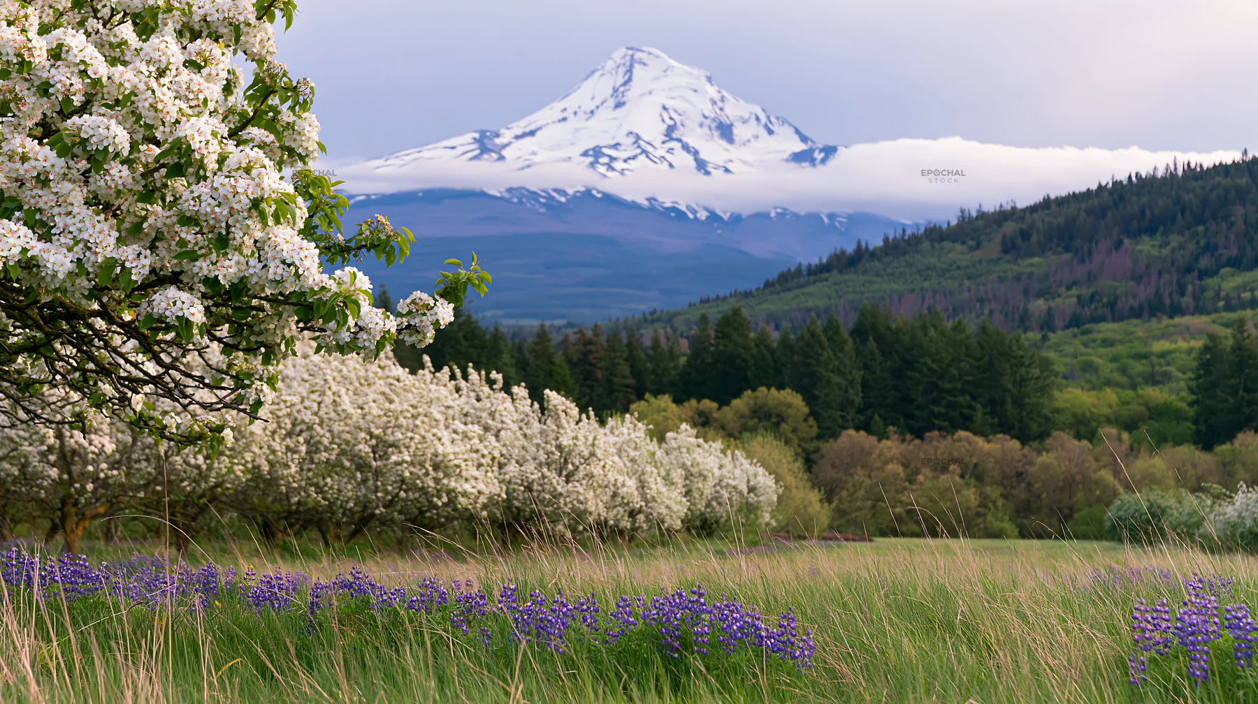 Spring orchard meadow with mountain in the background - AI-generated stock image