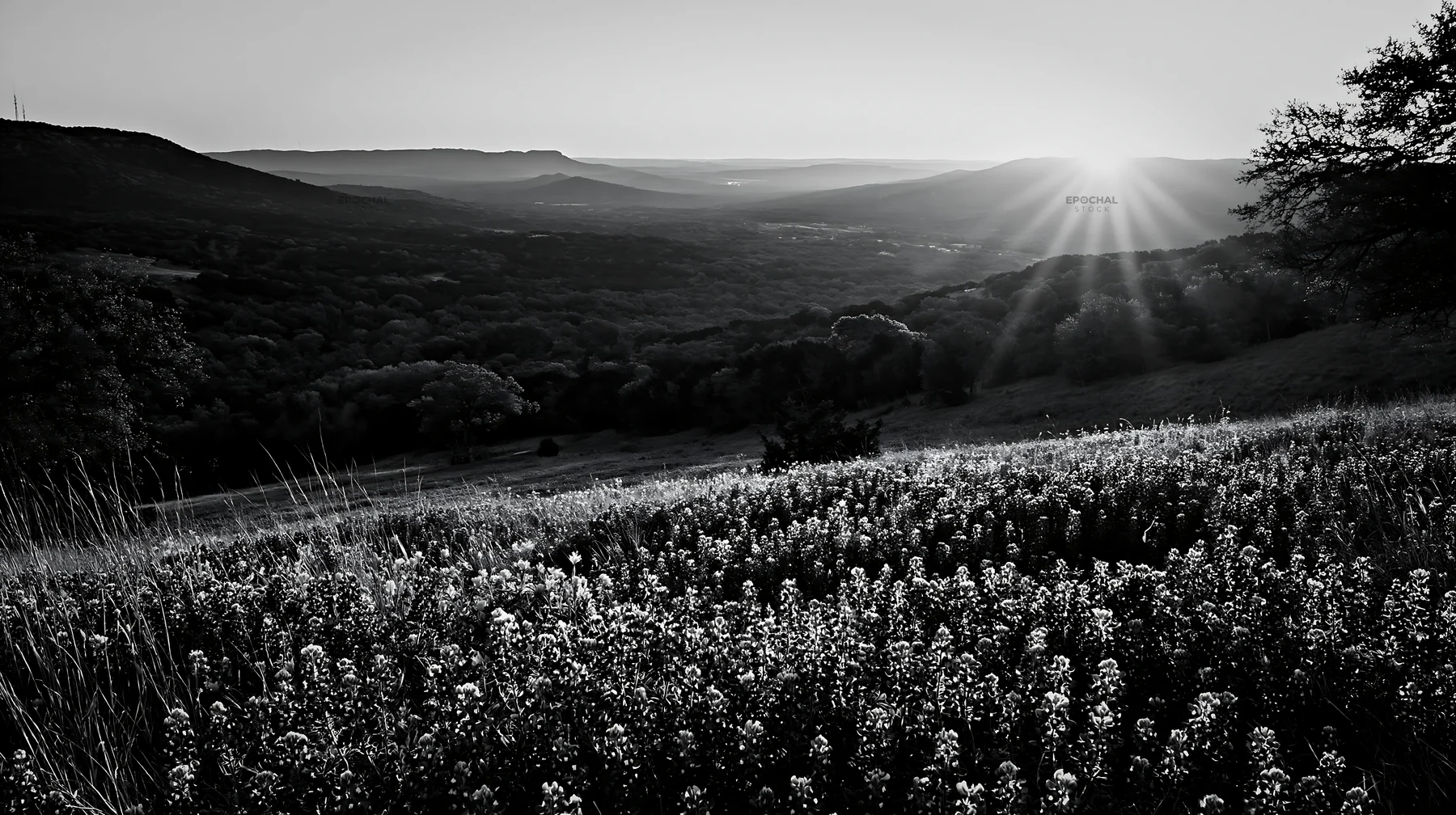 Bluebonnet meadow at sunrise with hills in the background - AI-generated stock image