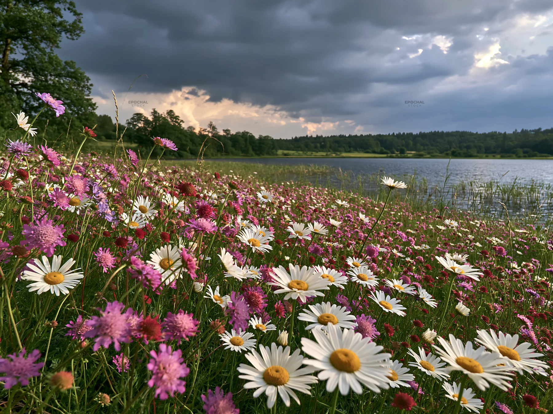 German lakeside meadow with flowers and cloudy sky - AI-generated stock image