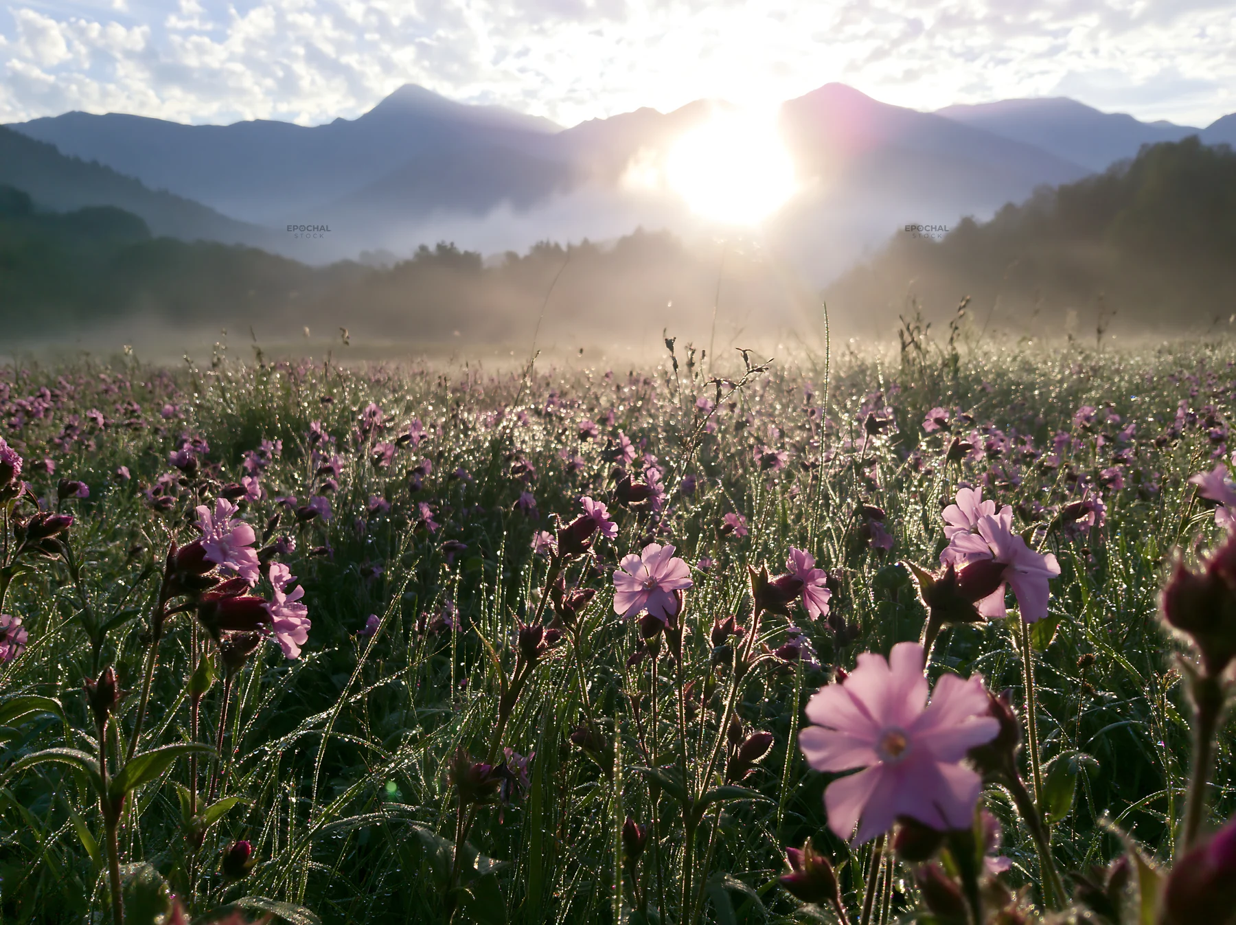 French meadow below Pyrenees range with flowers and sunlight - AI-generated stock image