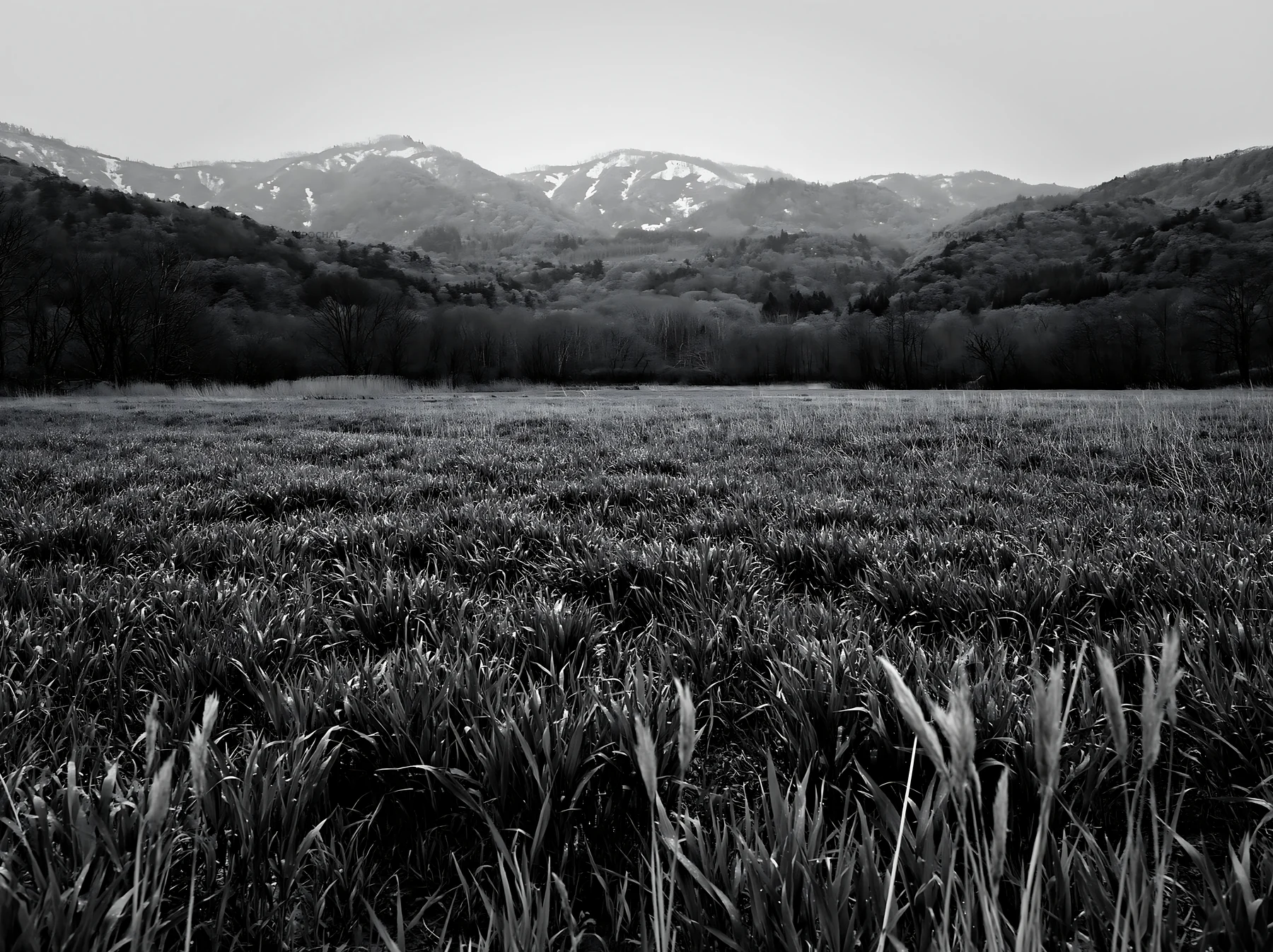 Black and white iwate rain refreshed meadow seedhead foreground - AI-generated stock image