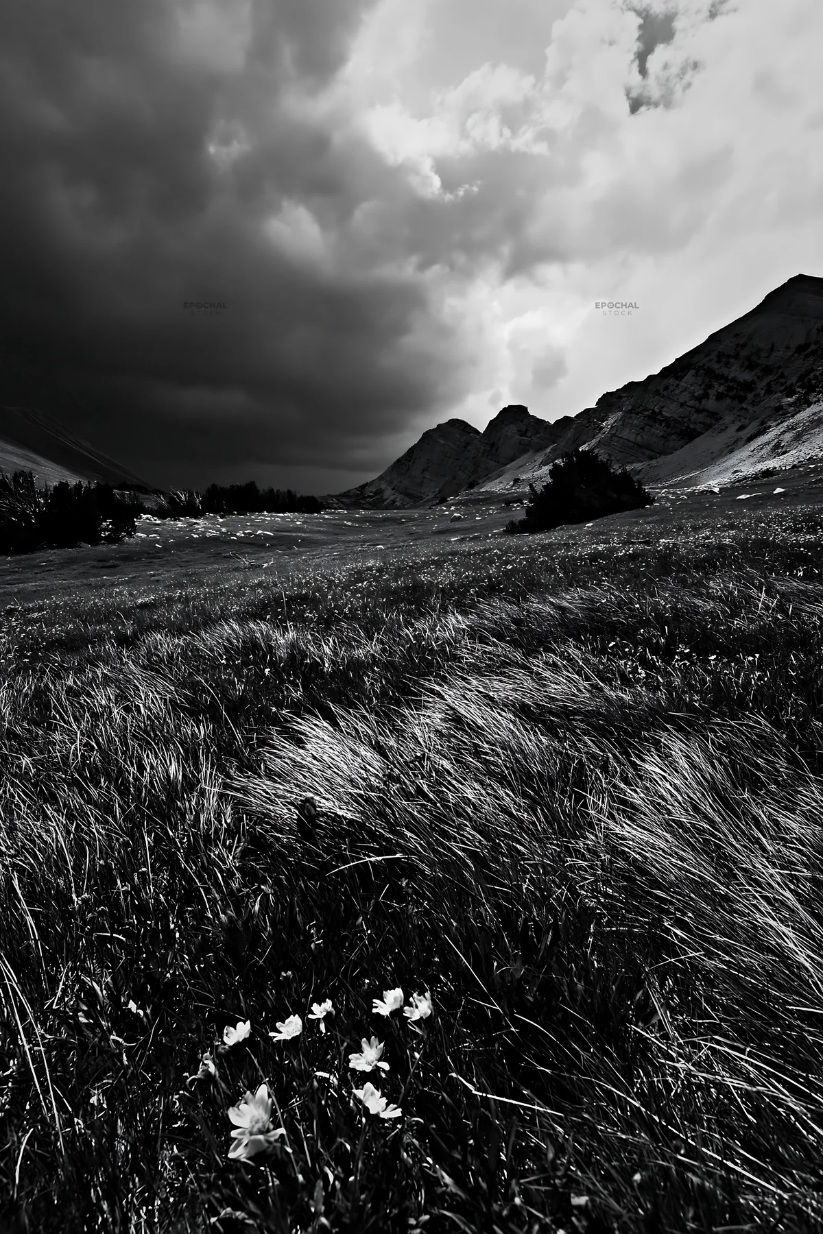 Black and white mountain pass meadow with grass and yellow flowers - AI-generated stock image