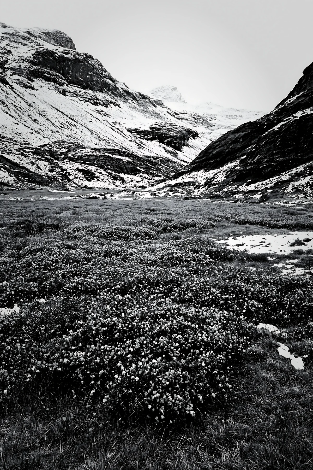 Swiss alpine meadow with snow-covered mountains in black and white - AI-generated stock image