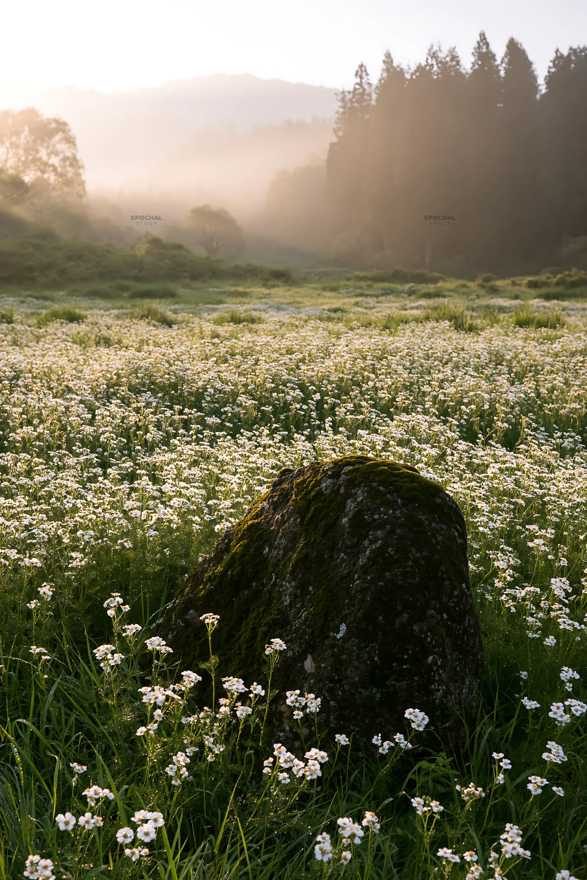 Misty meadow with moss covered stone in Shimane - AI-generated stock image