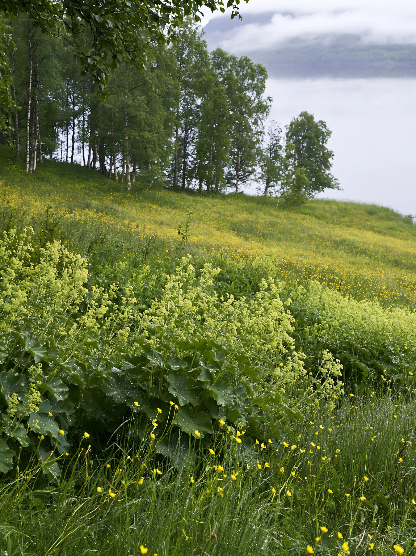 Fjord meadow with lush vegetation and distant water - AI-generated stock image