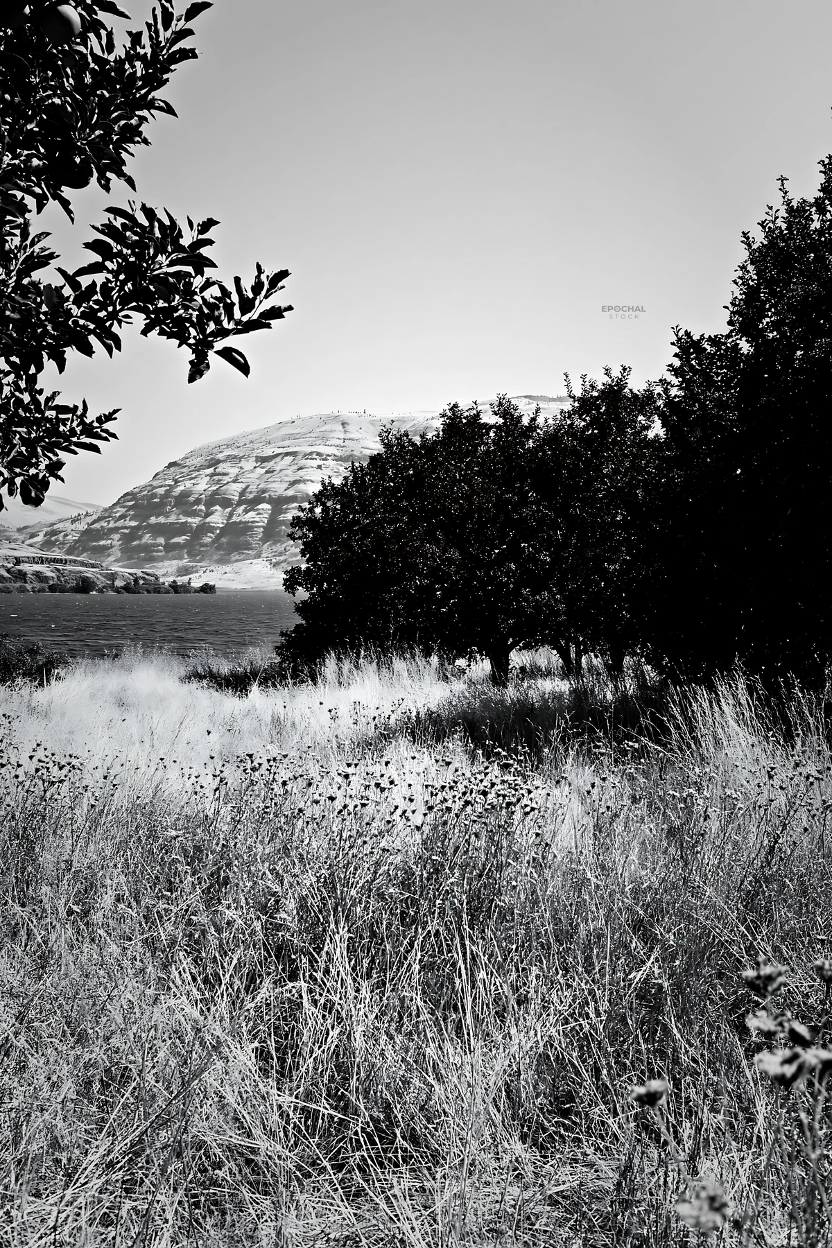 Black and white lakeshore apple meadow with trees and hills in the background - AI-generated stock image