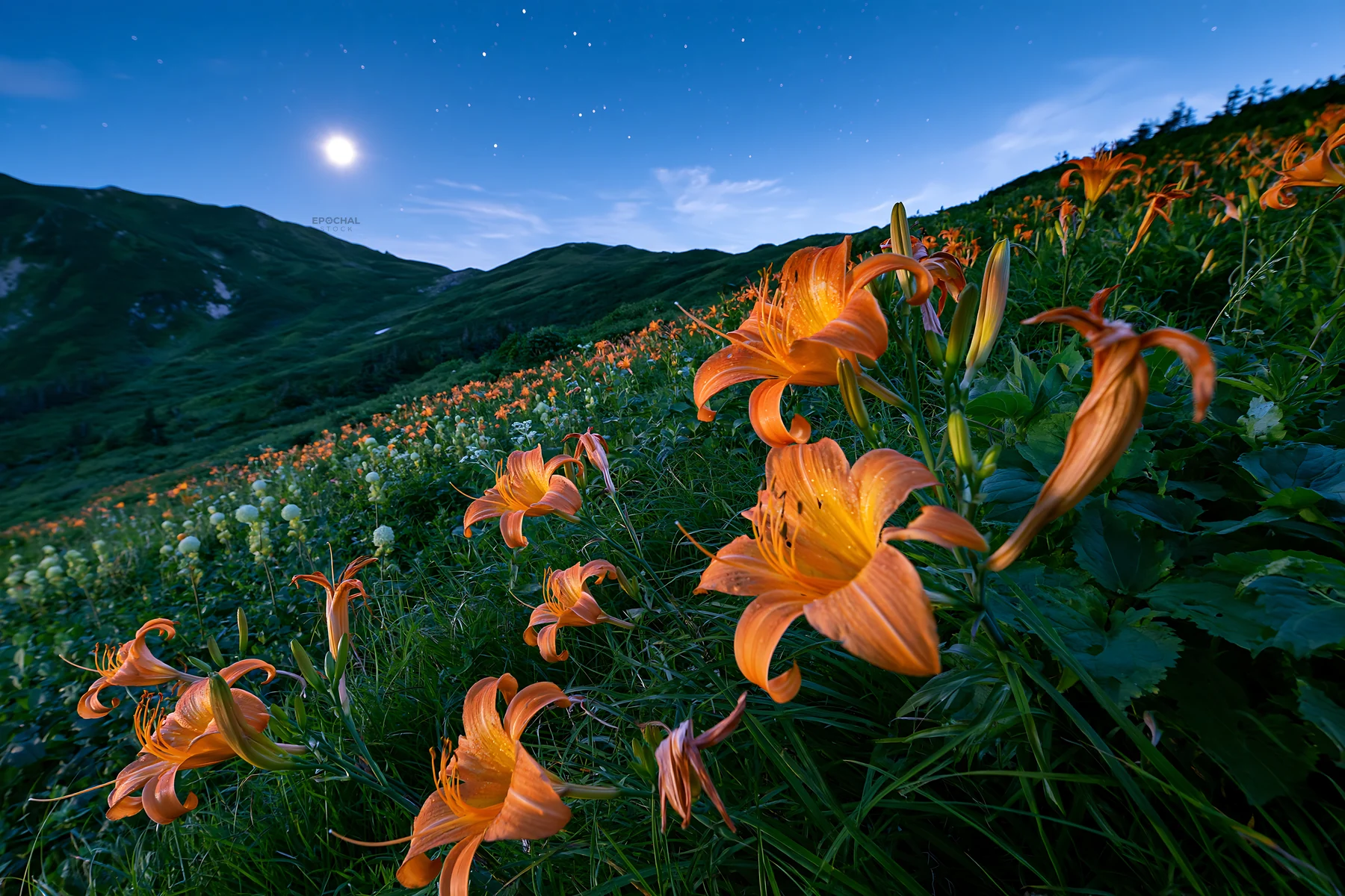 Kirigamine highland daylily meadow under the night sky - AI-generated stock image