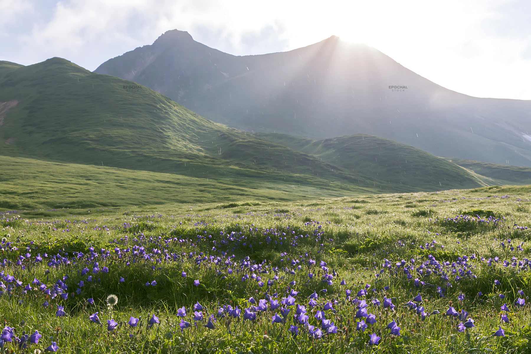 Daisetsuzan alpine meadow light rays shine on blooming flowers - AI-generated stock image