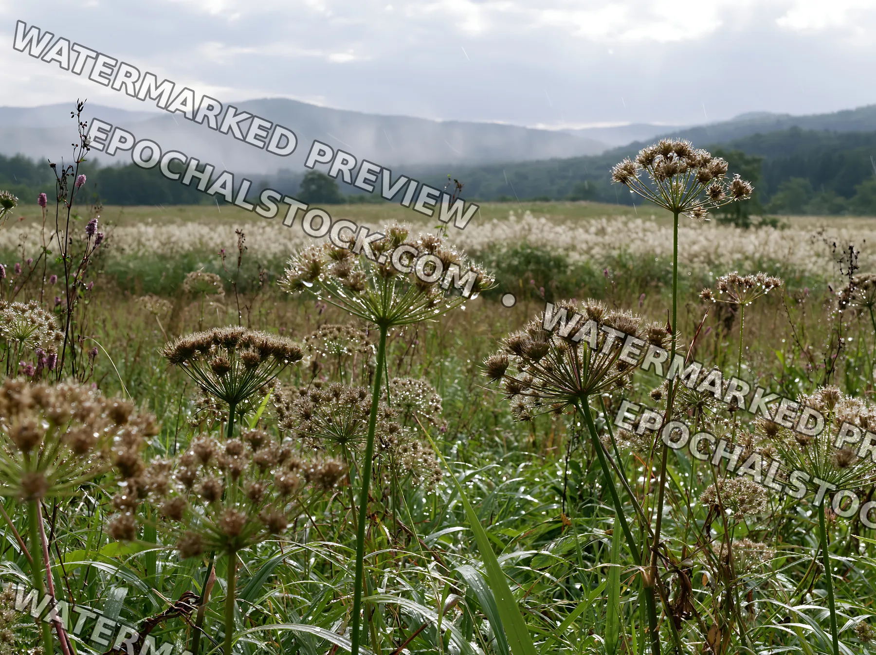 Iwate rain refreshed meadow seedhead foreground - AI-generated stock image