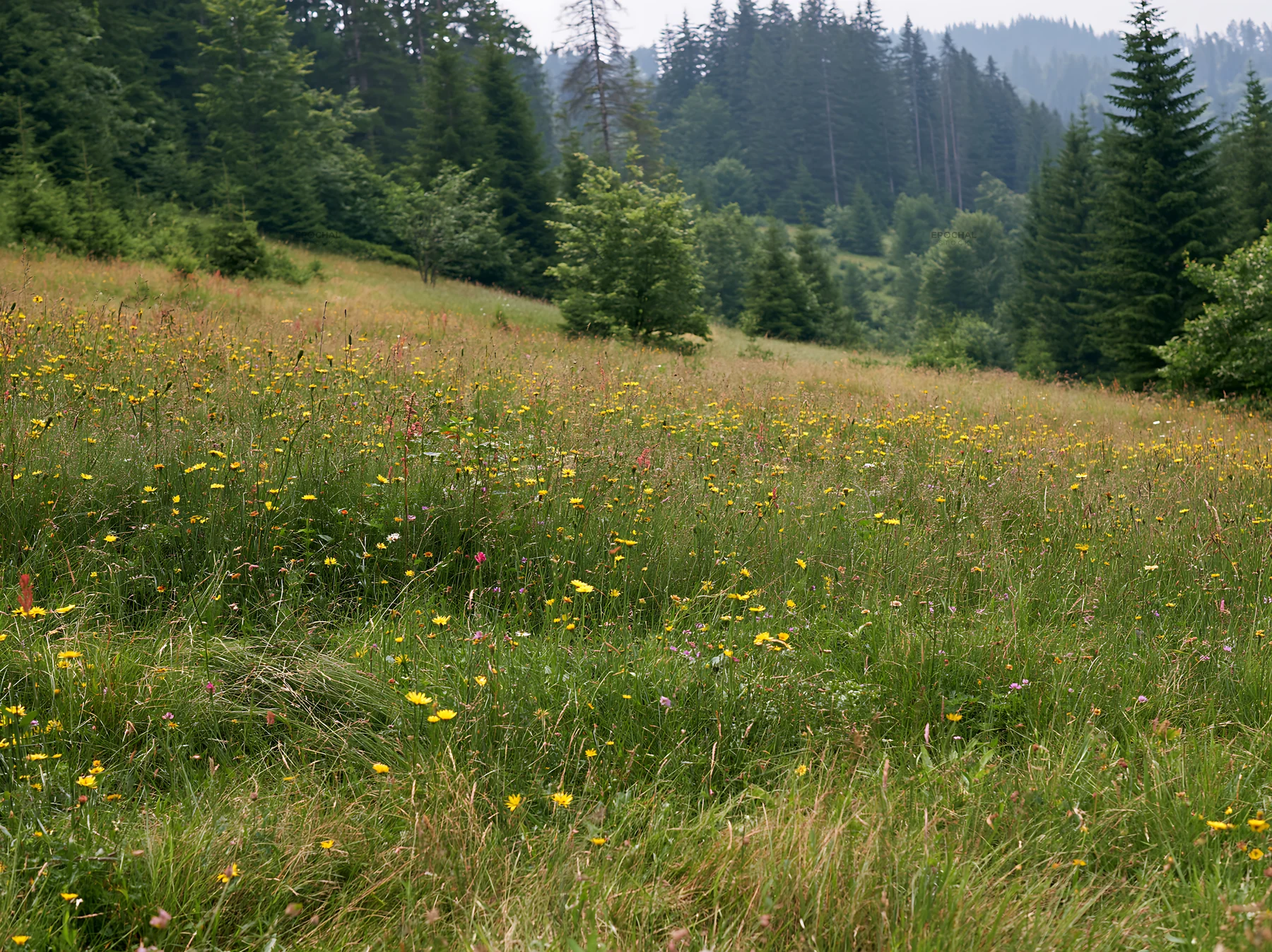 Regenerative meadow with wildflowers in a forested area - AI-generated stock image