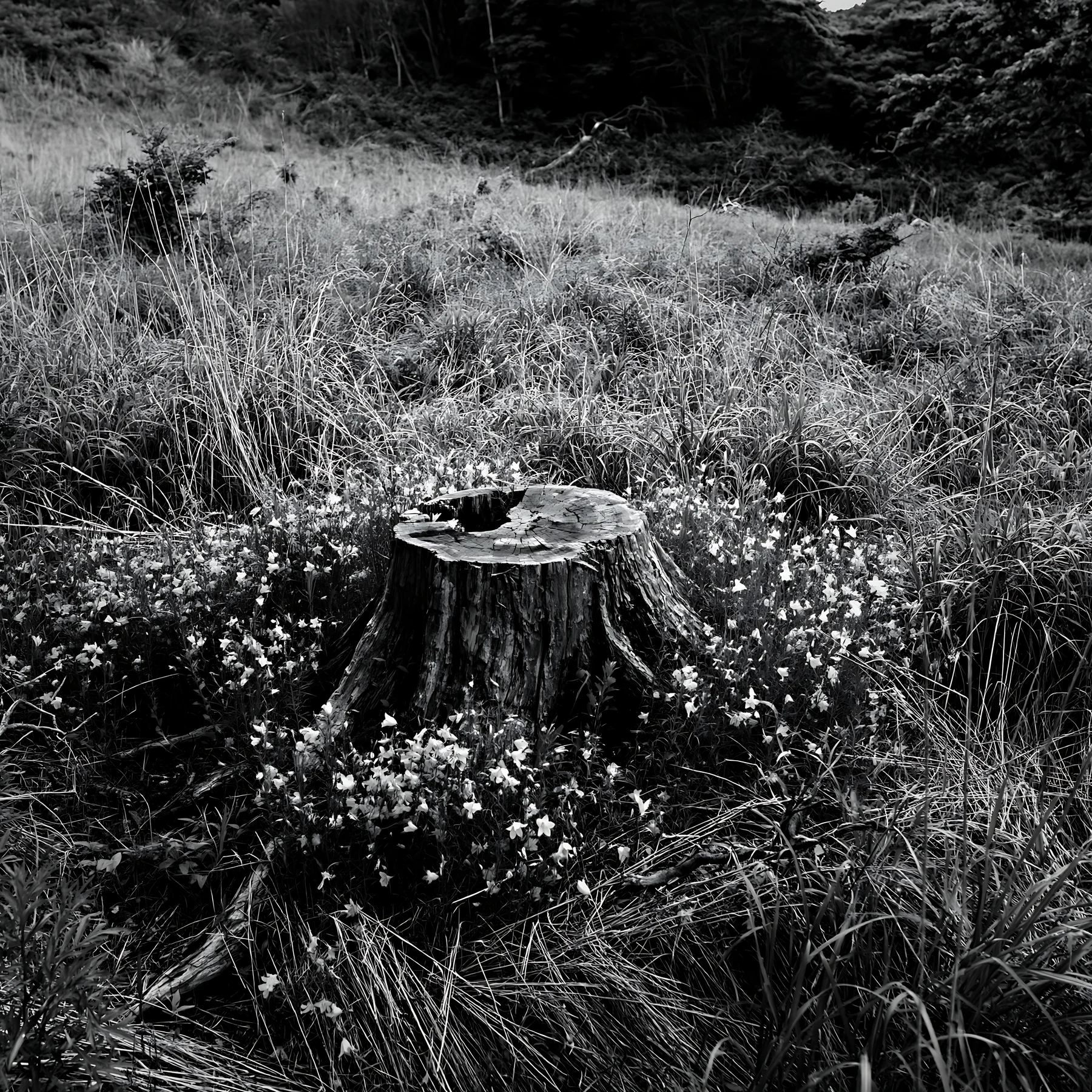 Black and white fukushima native meadow with weathered stump surrounded by plants - AI-generated stock image