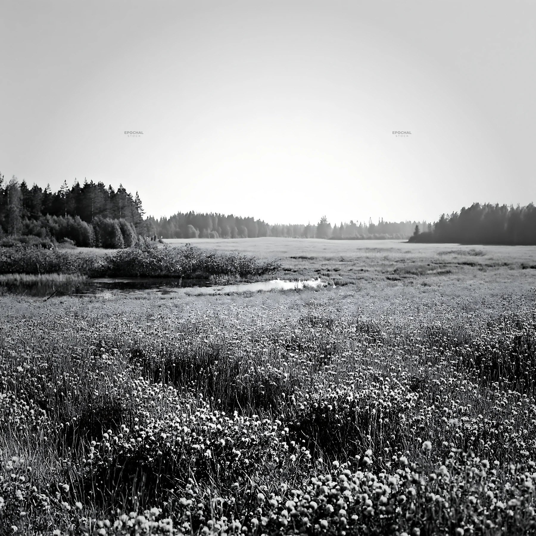 Clover cornflower meadow under clear sky - AI-generated stock image