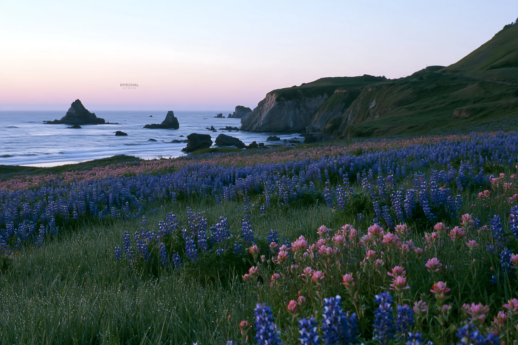 Beachside flower meadow with coastline and ocean view - AI-generated stock image