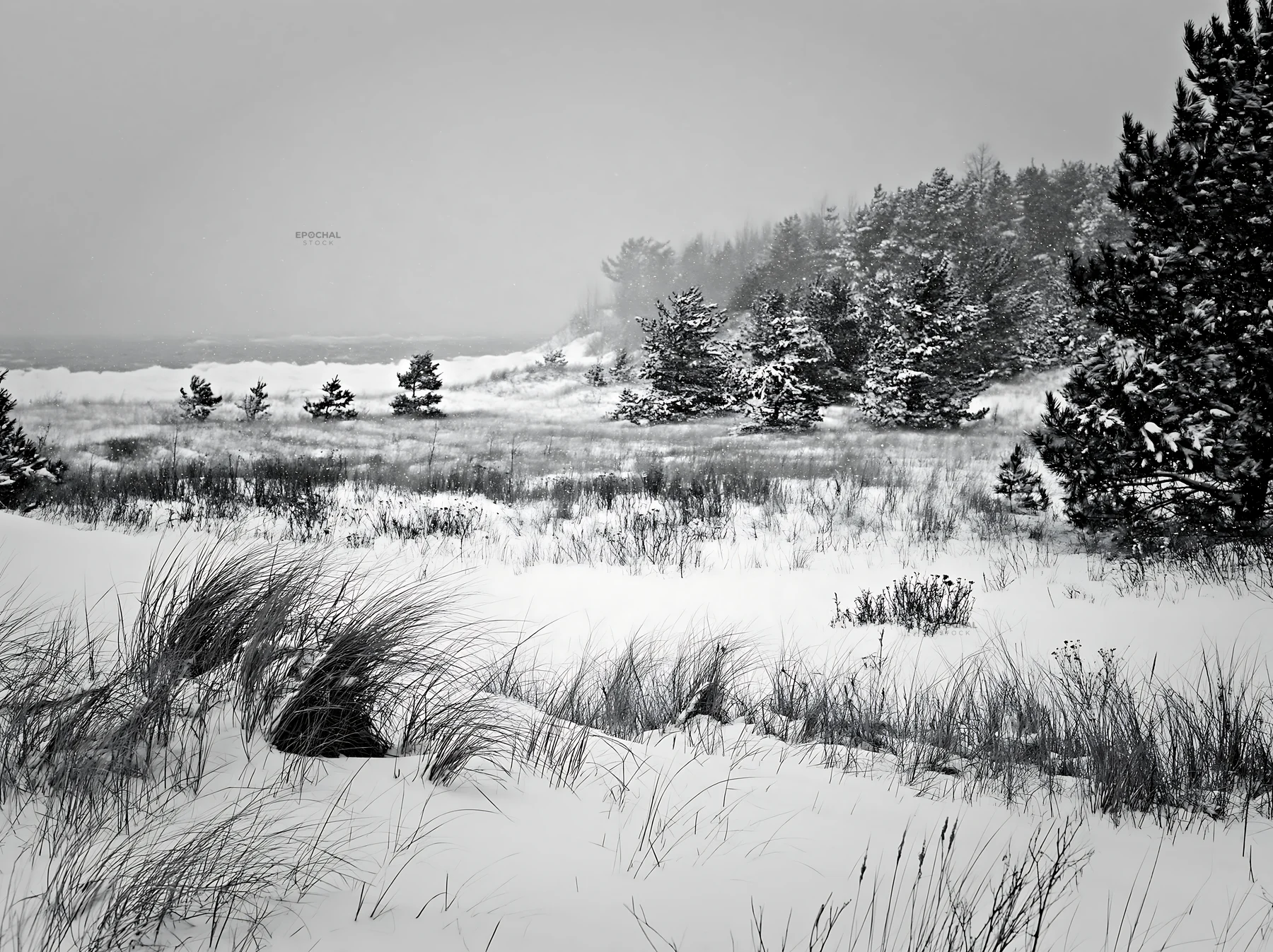Snowy dune meadow landscape with trees near the coast - AI-generated stock image