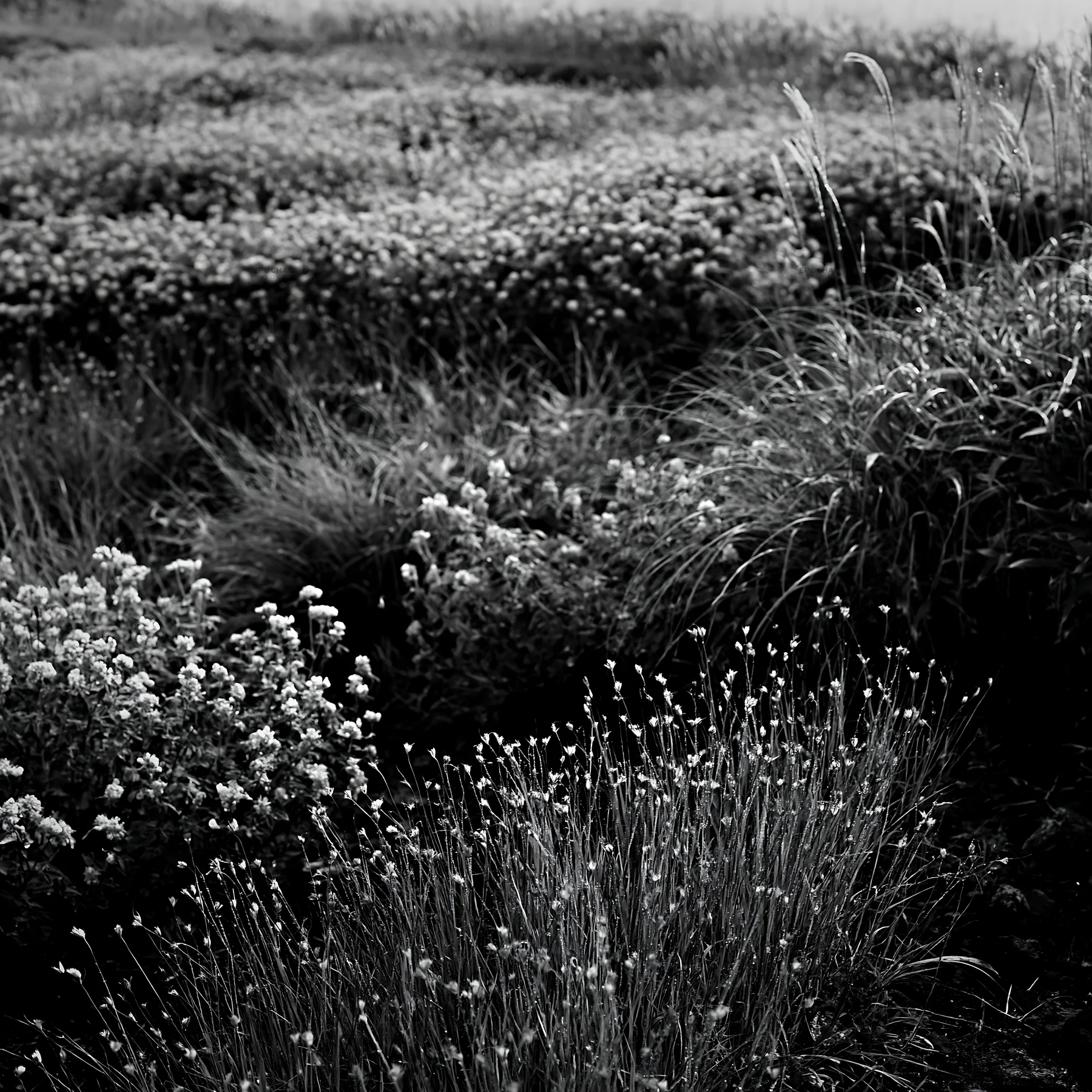 Black and white iwate rain refreshed meadow seedhead foreground - AI-generated stock image