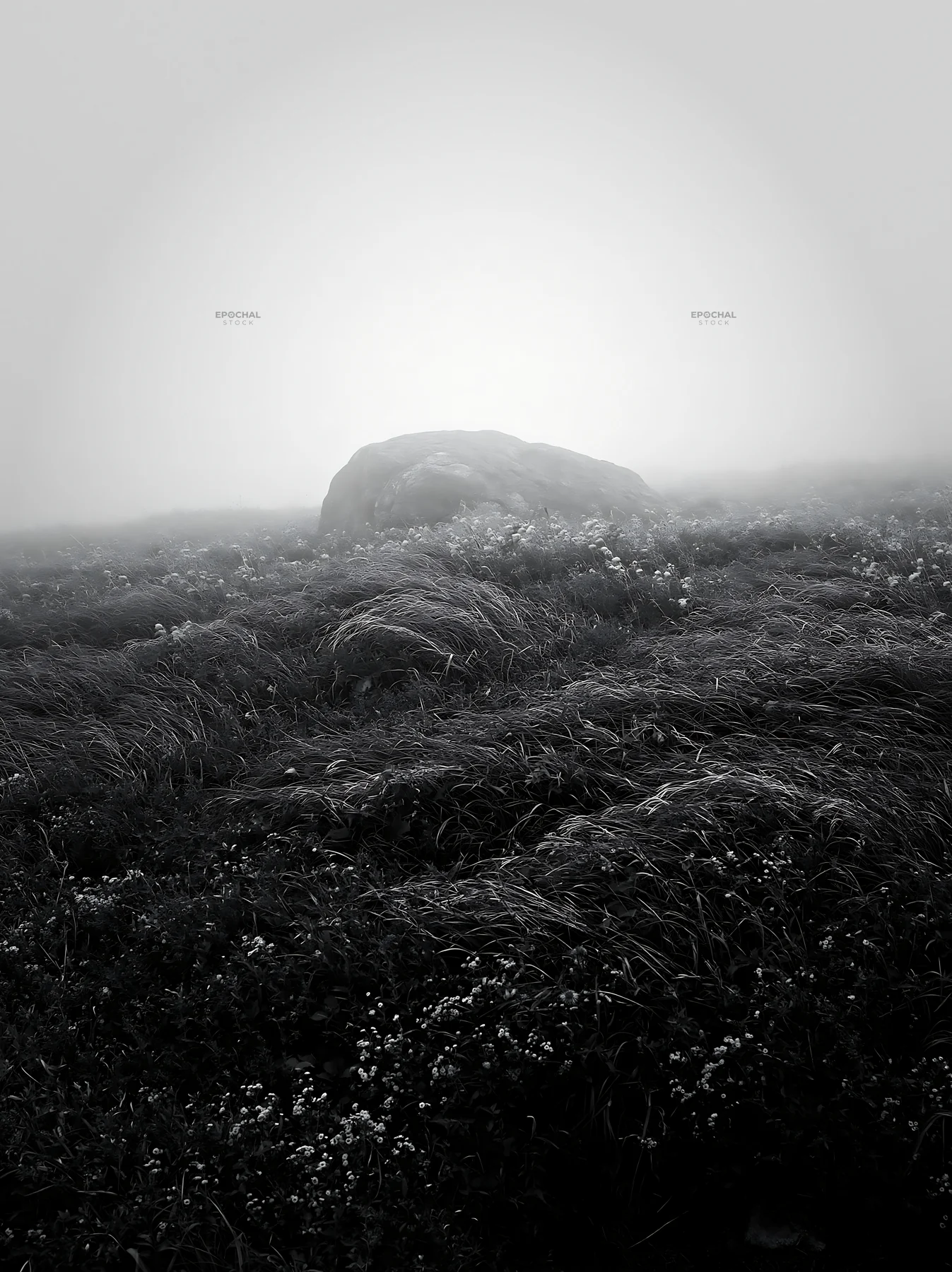 Black and white aomori climate resilient meadow with boulder in fog - AI-generated stock image