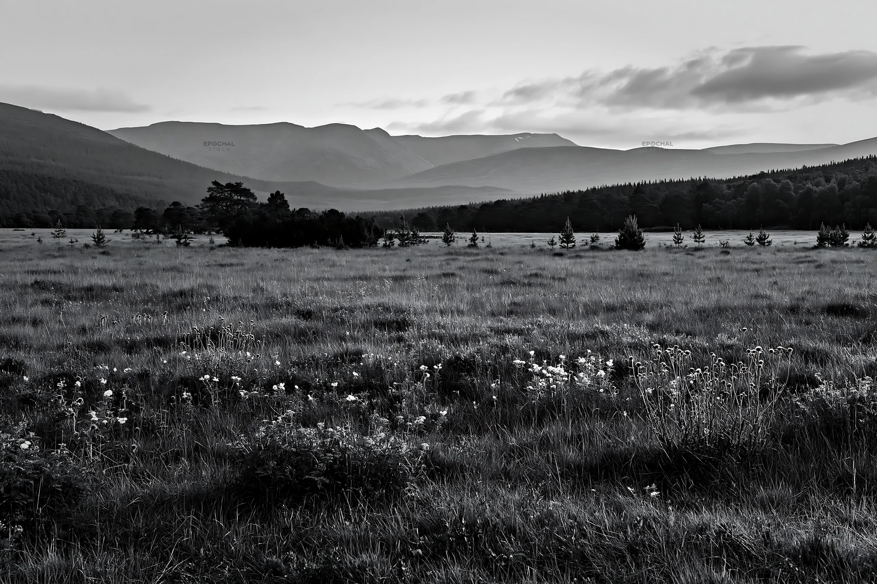 Wildflower meadow under cloudy sky in the mountains - AI-generated stock image