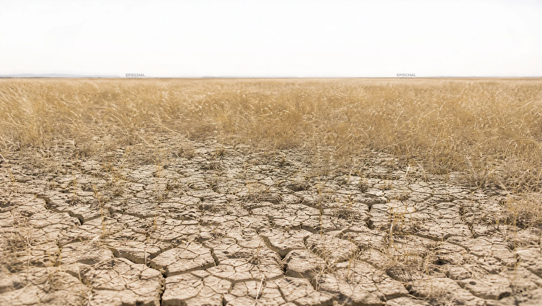 Drought-tolerant meadow under clear sky with dry soil - AI-generated stock image